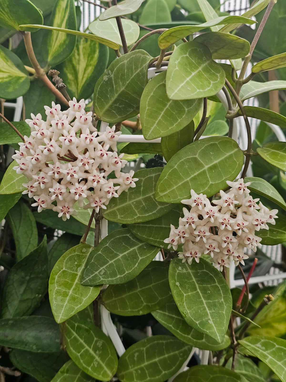 Hoya eliptica