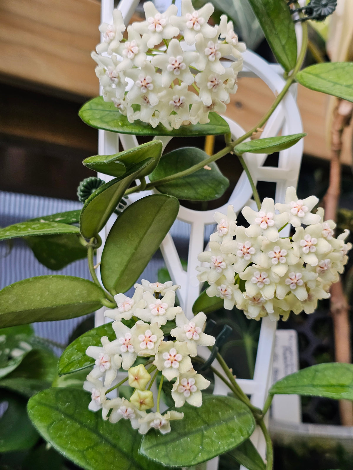 Hoya sichuanensis