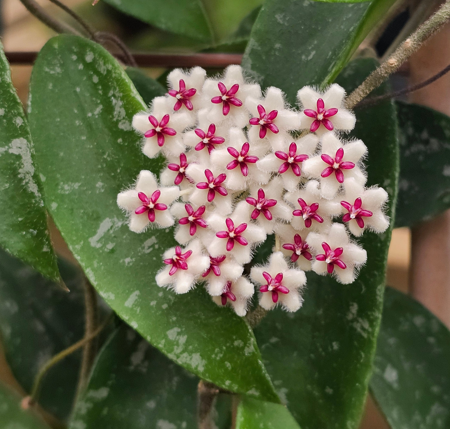 Hoya phuwuaensis