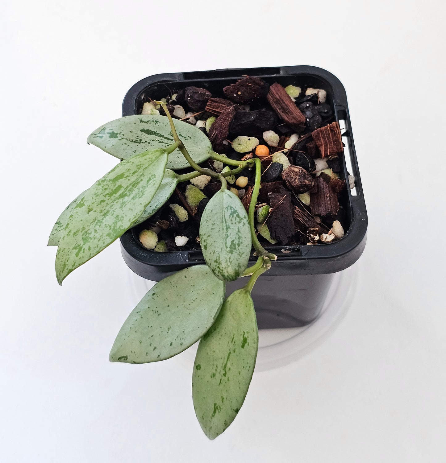 Hoya lacunosa 'Sulcata'