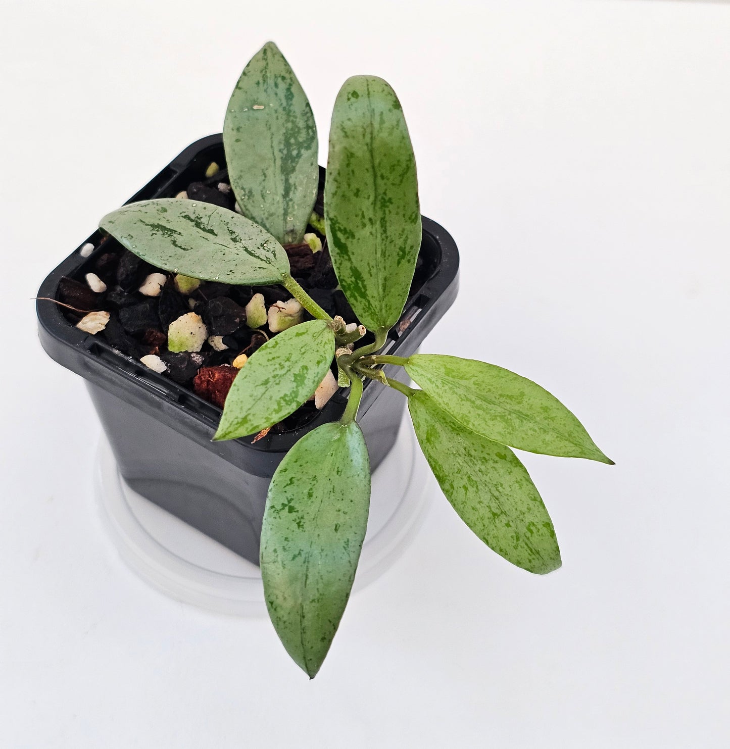 Hoya lacunosa 'Sulcata'