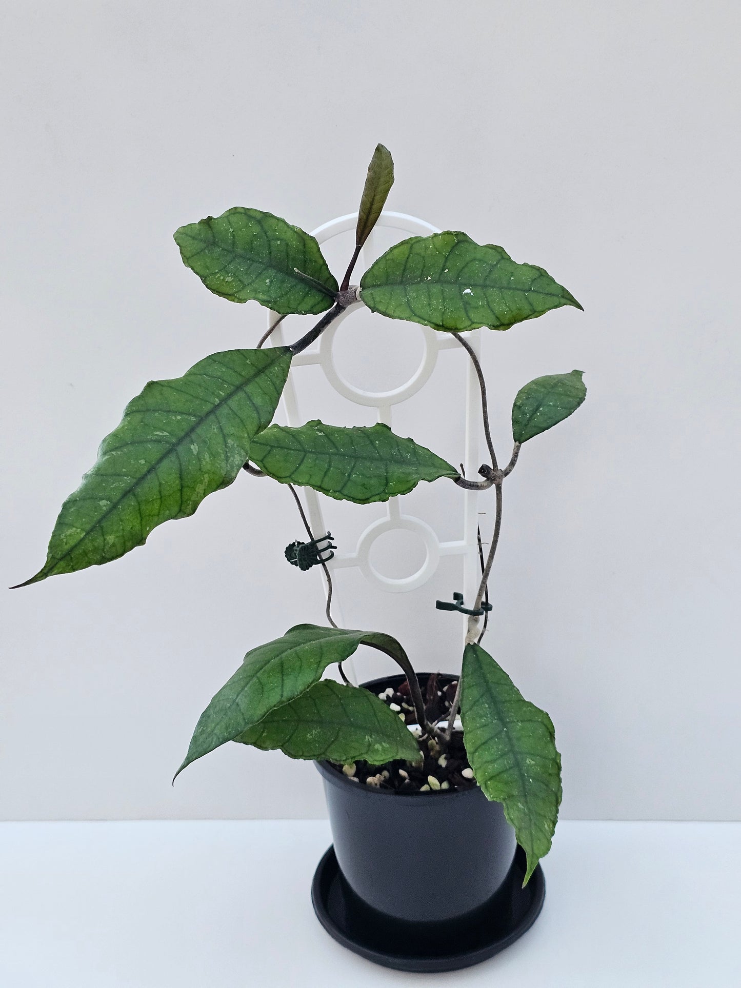 Hoya sp. Nong Nooch