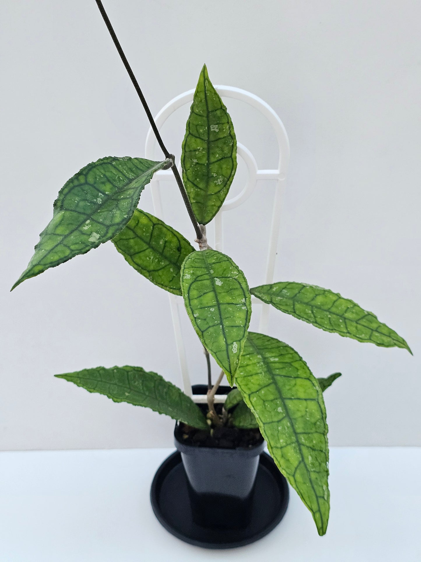 Hoya finlaysonii (Long Leaf) different clone