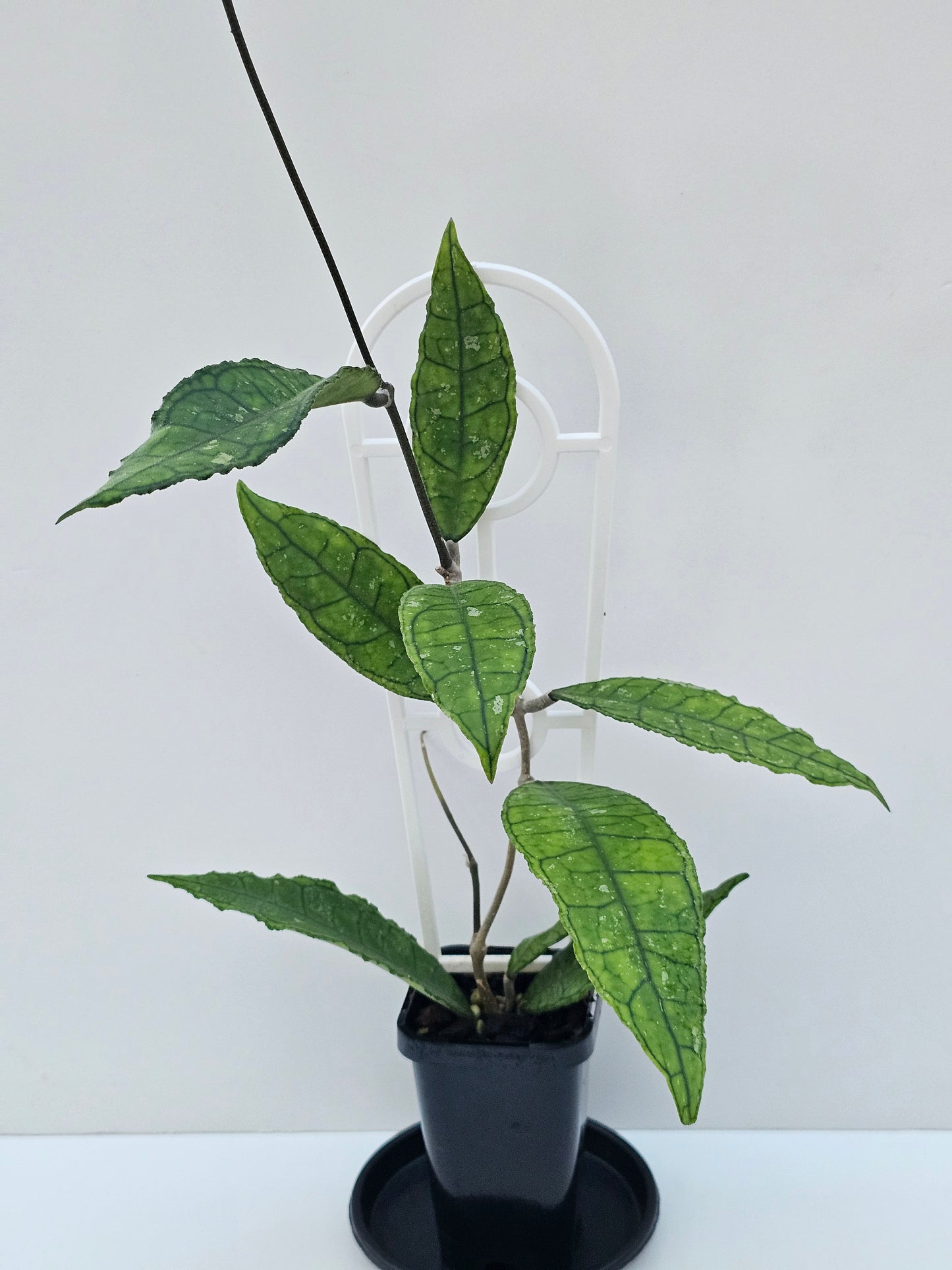 Hoya finlaysonii (Long Leaf) different clone