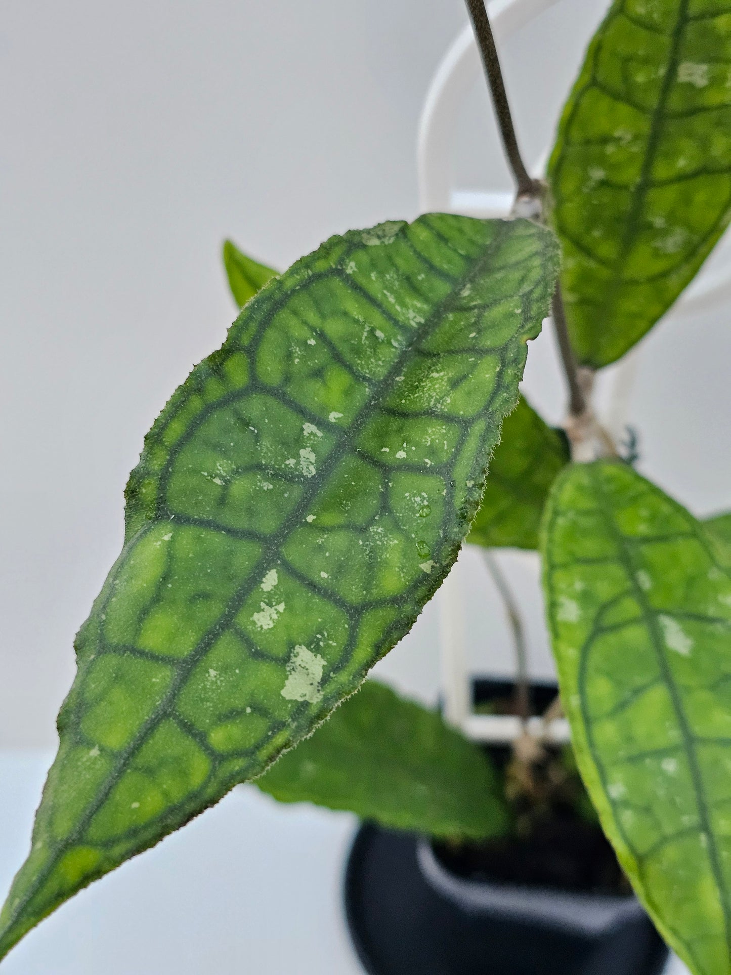 Hoya finlaysonii (Long Leaf) different clone