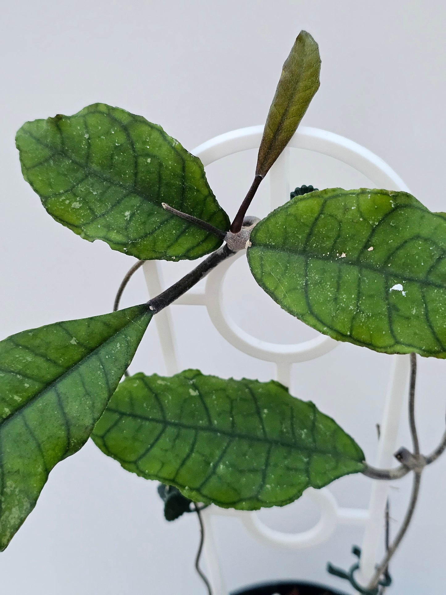 Hoya sp. Nong Nooch