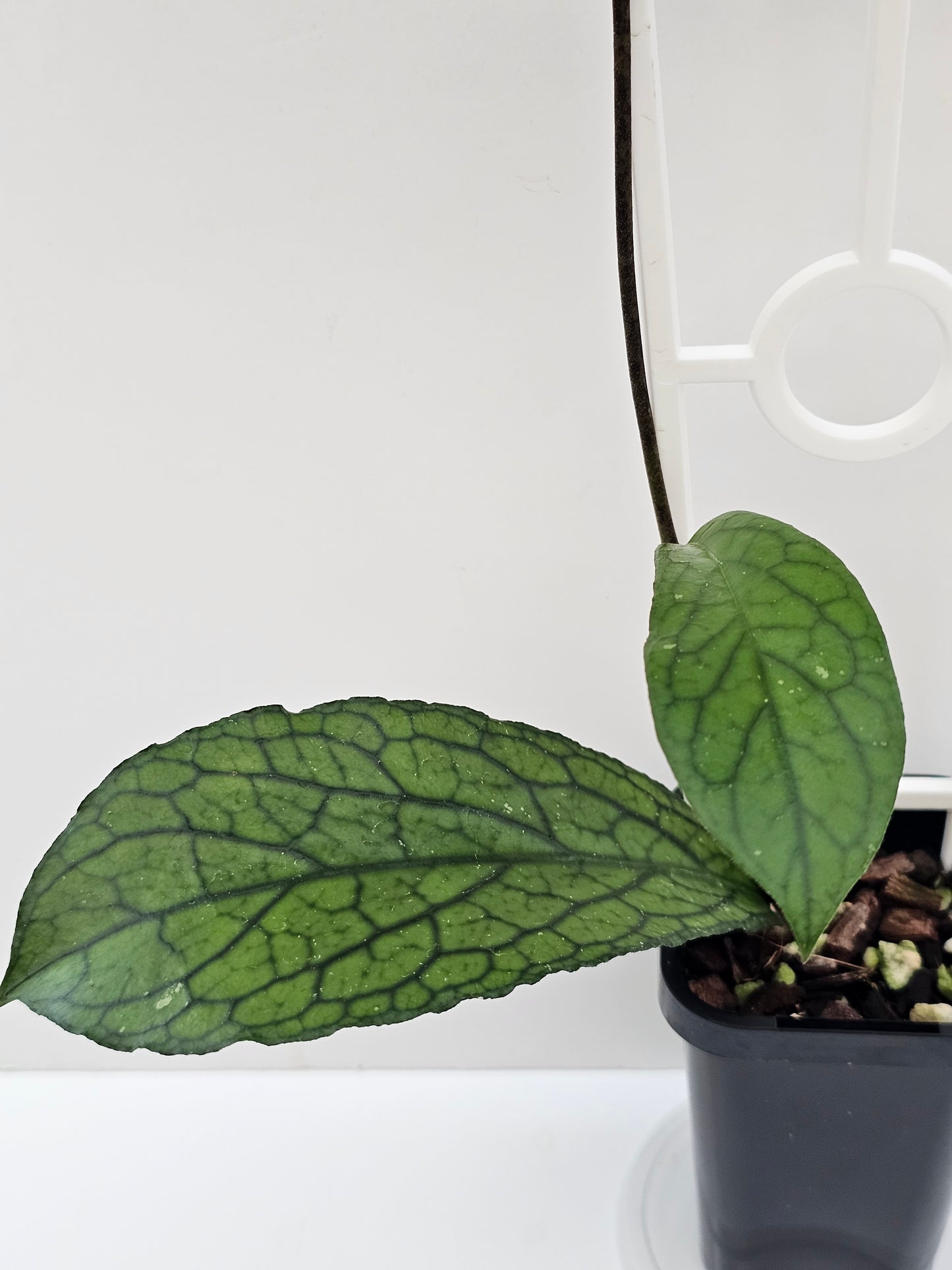 Hoya sp. Lampung #1