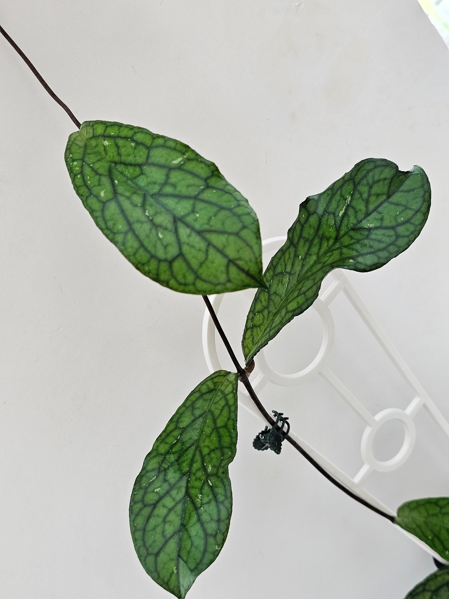 Hoya sp. Lampung #1