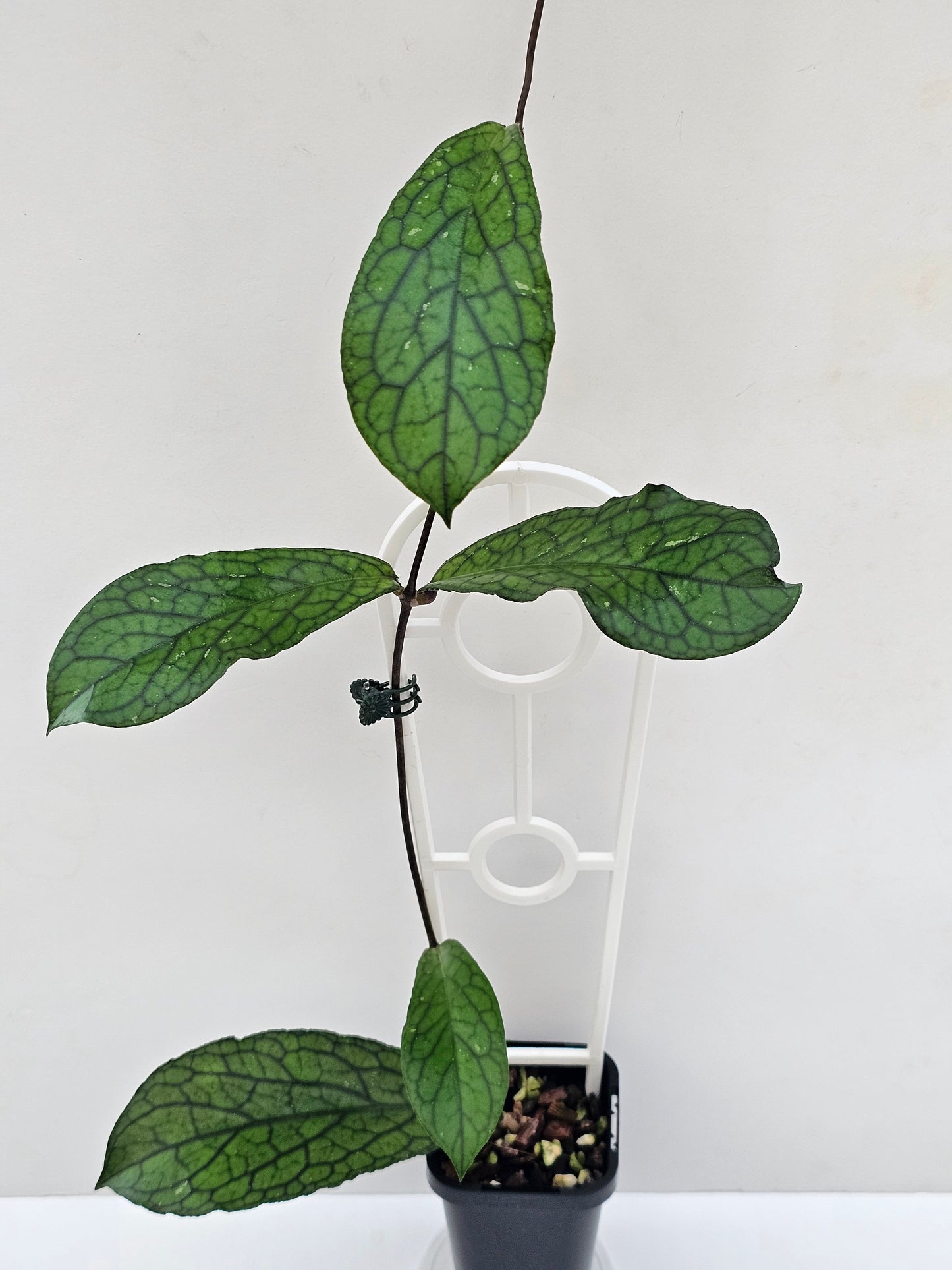 Hoya sp. Lampung #1