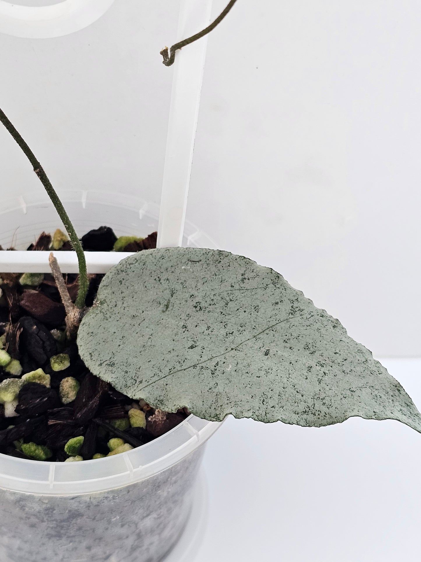 💥💫Hoya caudata 'Argene' (Ultra Rare) ✨️💥