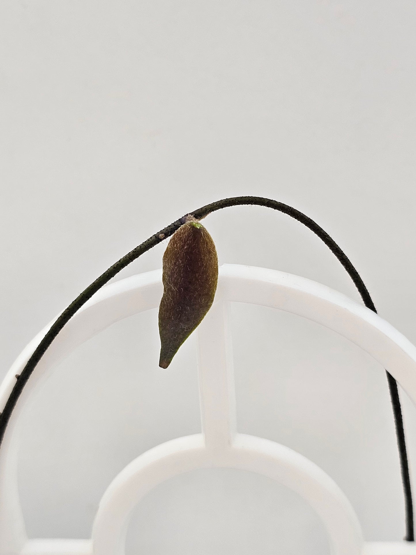 💥💫Hoya caudata 'Argene' (Ultra Rare) ✨️💥