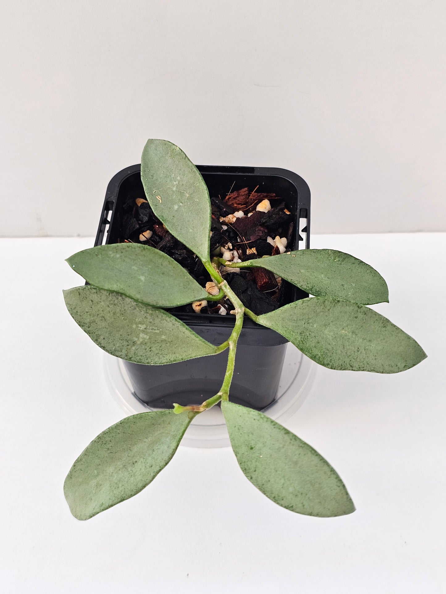Hoya nummularioides 'Silver'