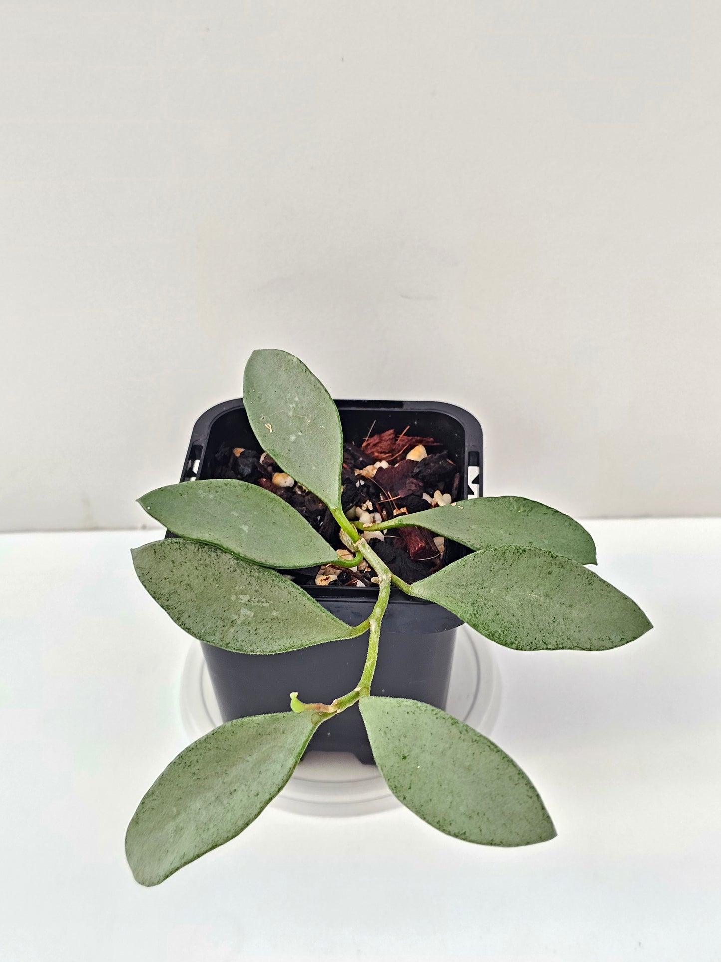 Hoya nummularioides 'Silver'