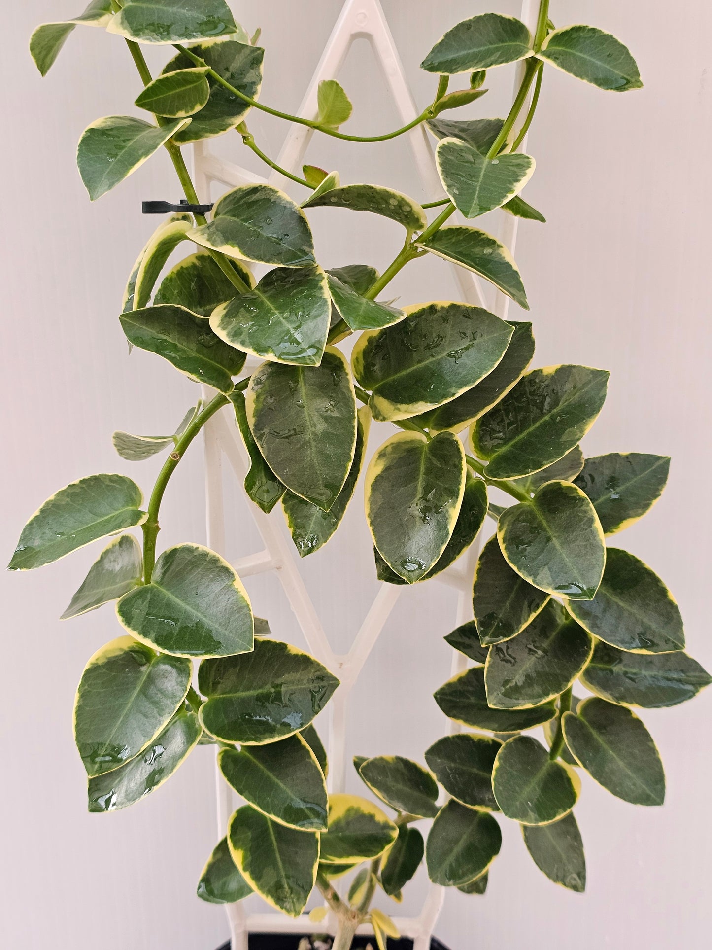 Hoya cumingiana 'Albomarginata'