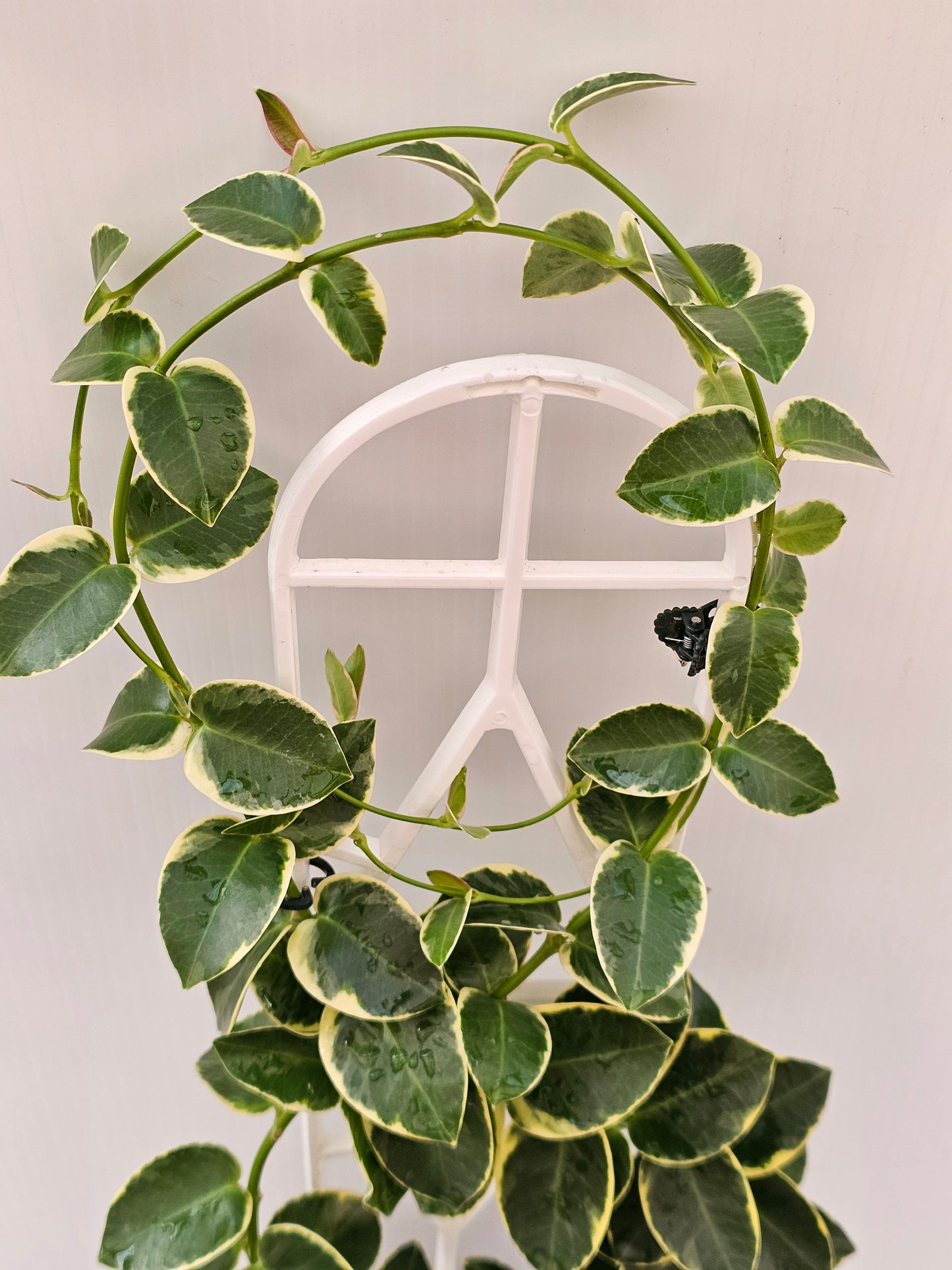 Hoya cumingiana 'Albomarginata'