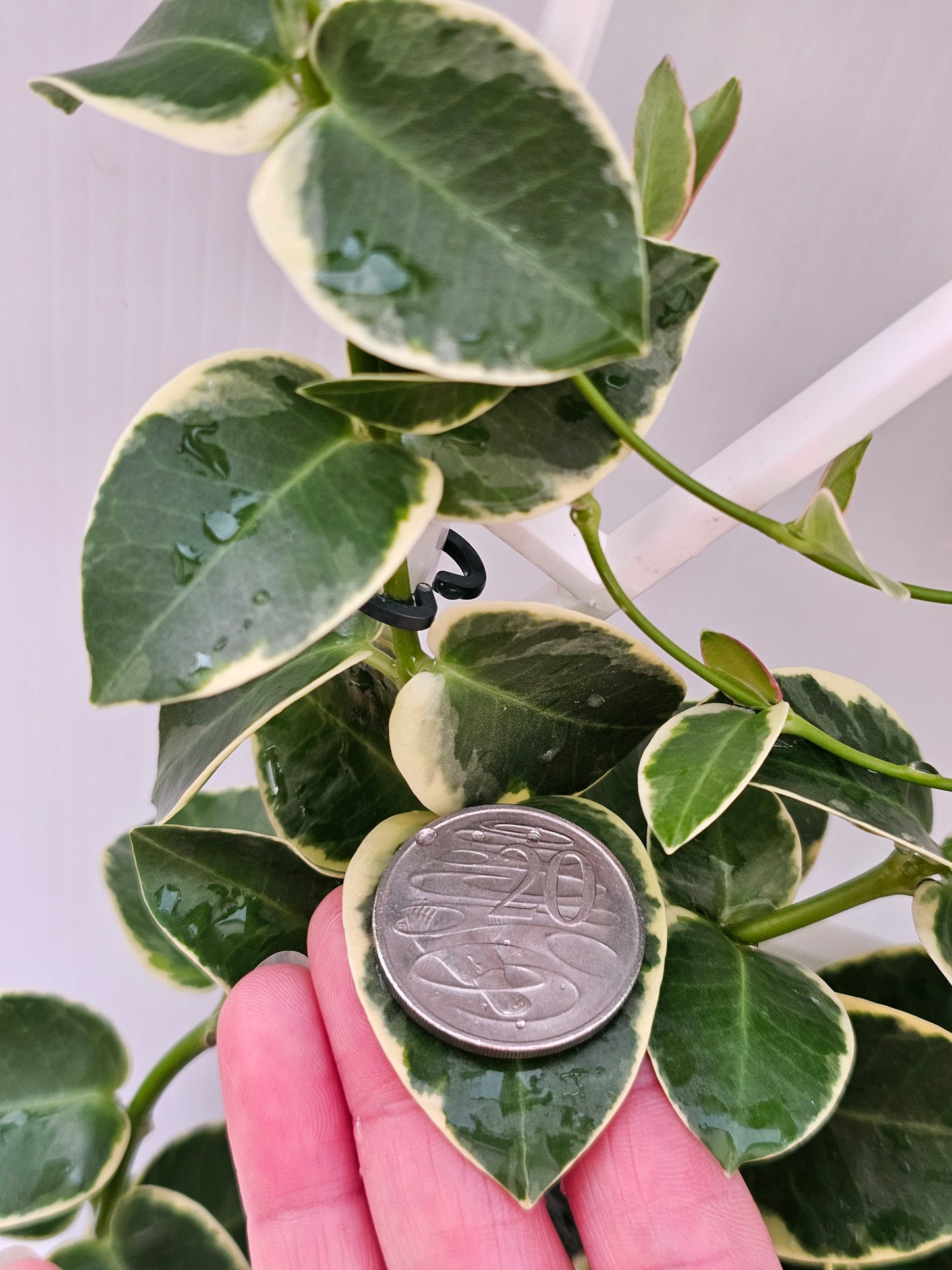 Hoya cumingiana 'Albomarginata'
