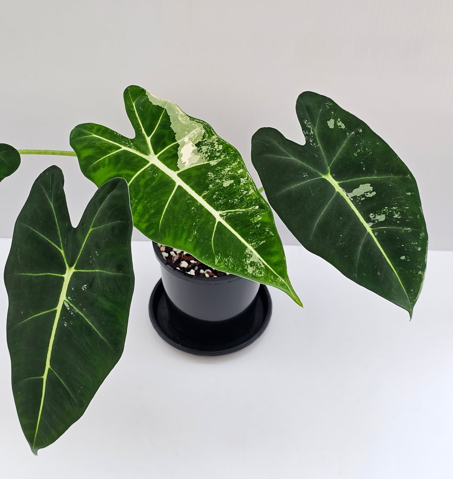 Alocasia frydek 'Variegated'