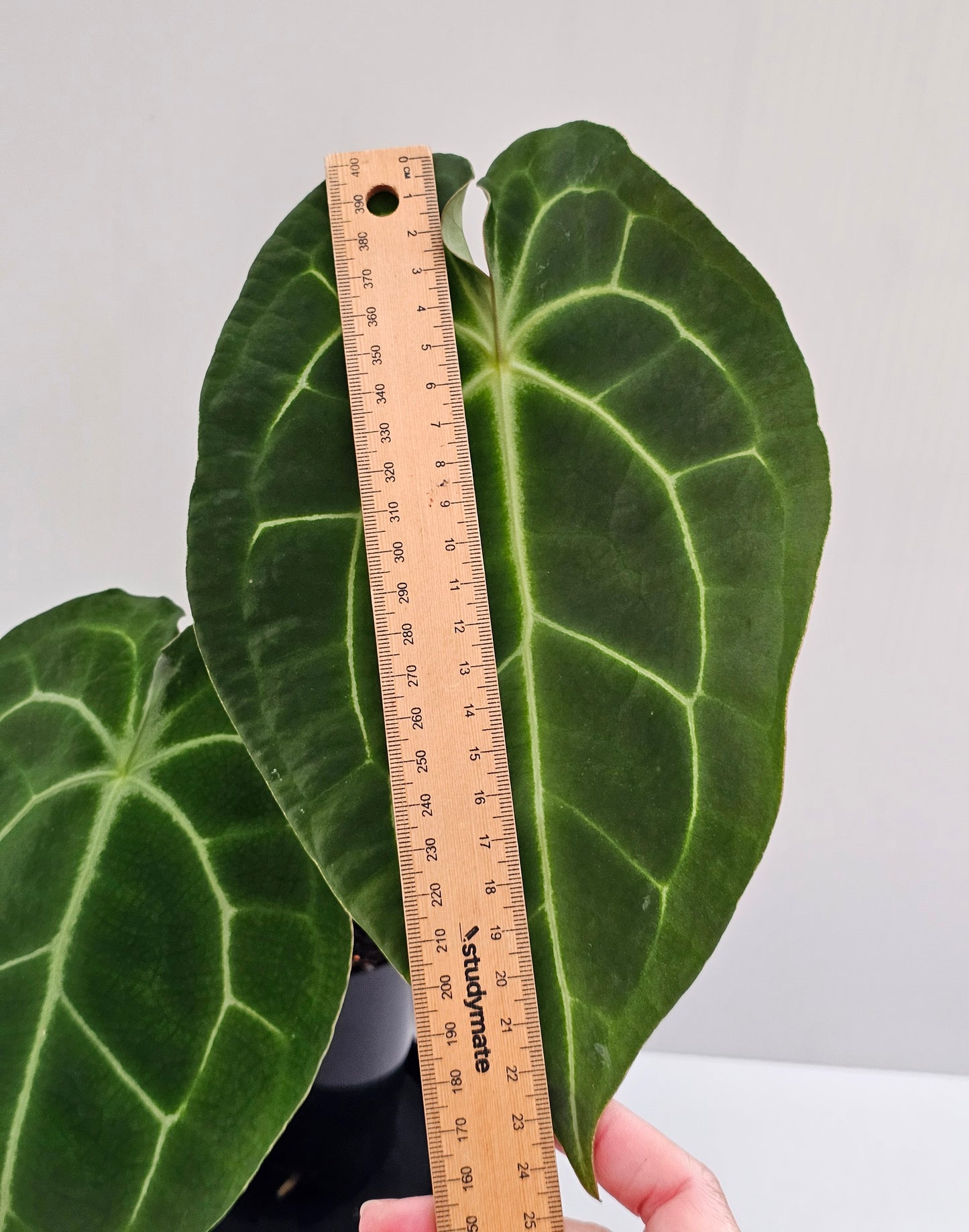 Anthurium crystallinum hybrid