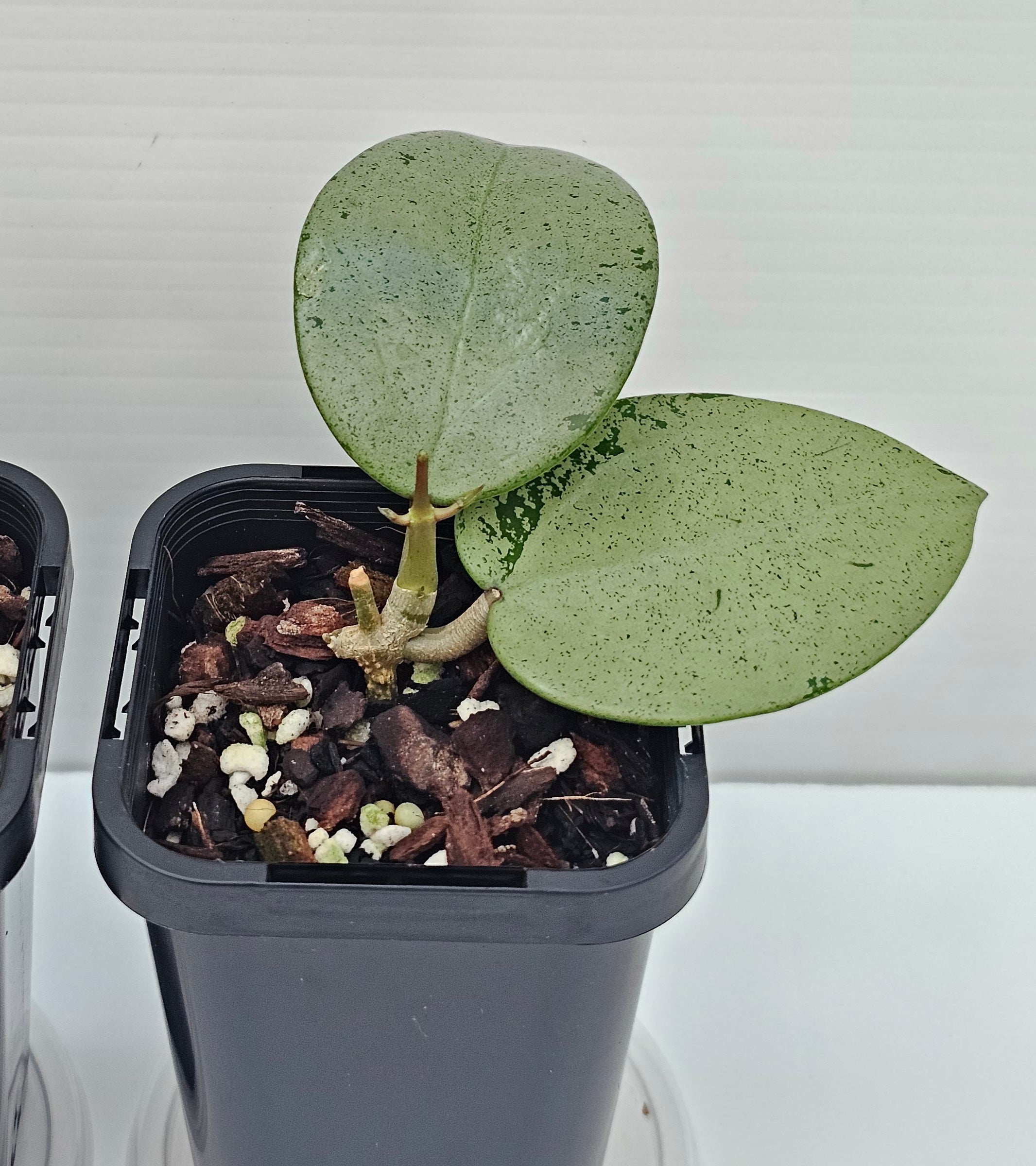 その他観葉植物 HOYA verticillata silver heart Hoya Verticillata Silver Heart Splash; Verticillata Heart