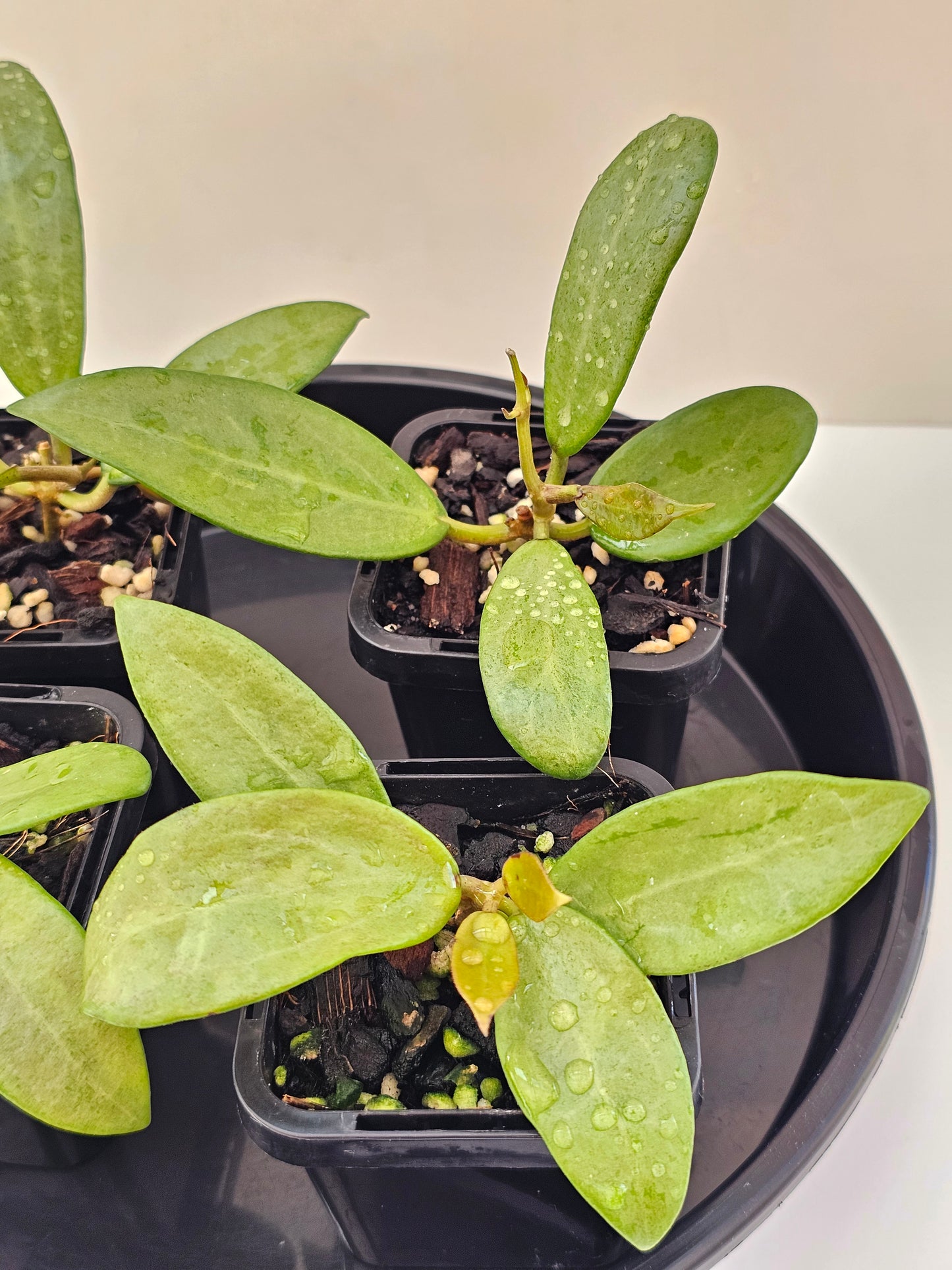 Hoya 'Silver Lady'