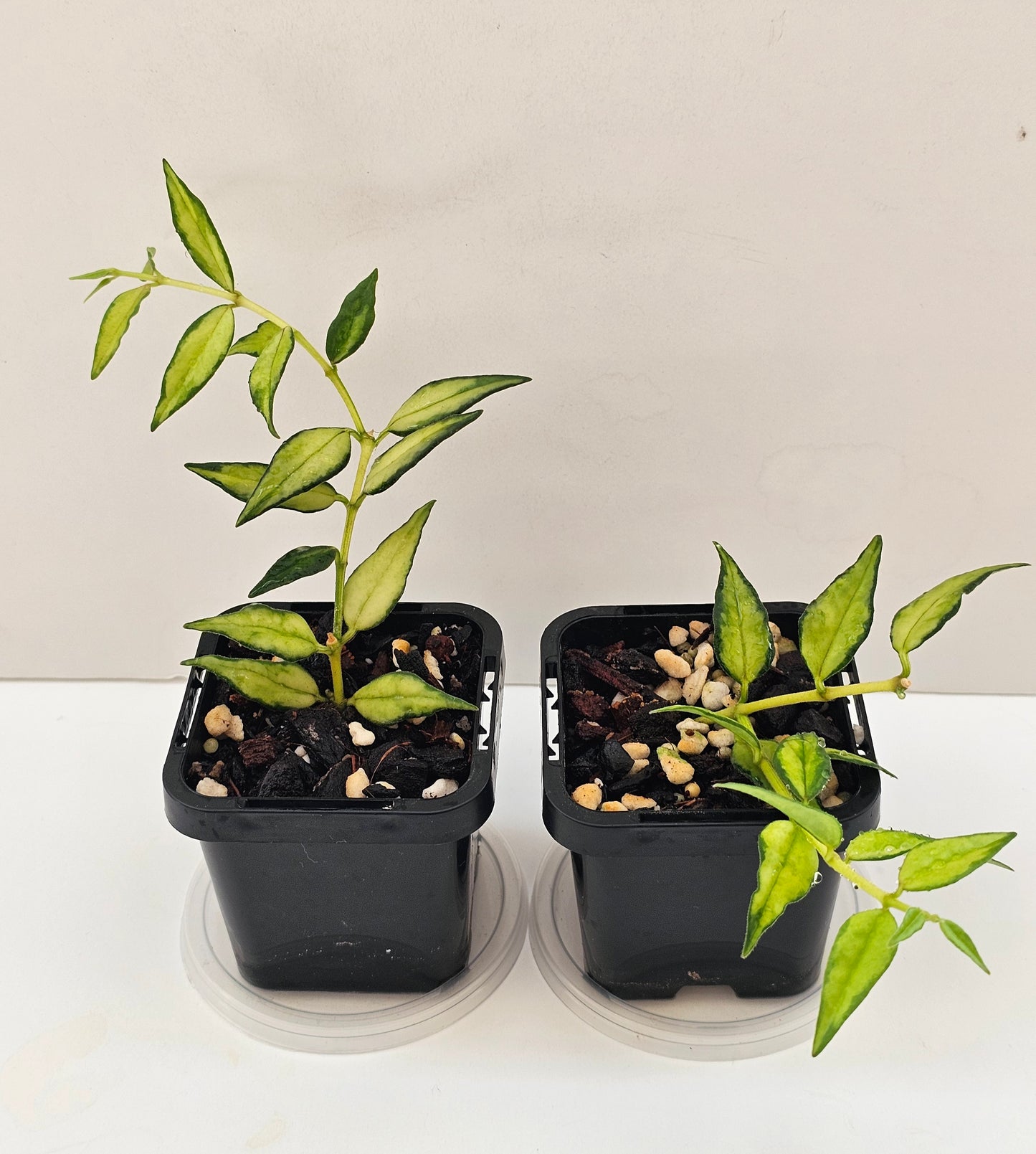 Hoya bella 'Inner Variegated'