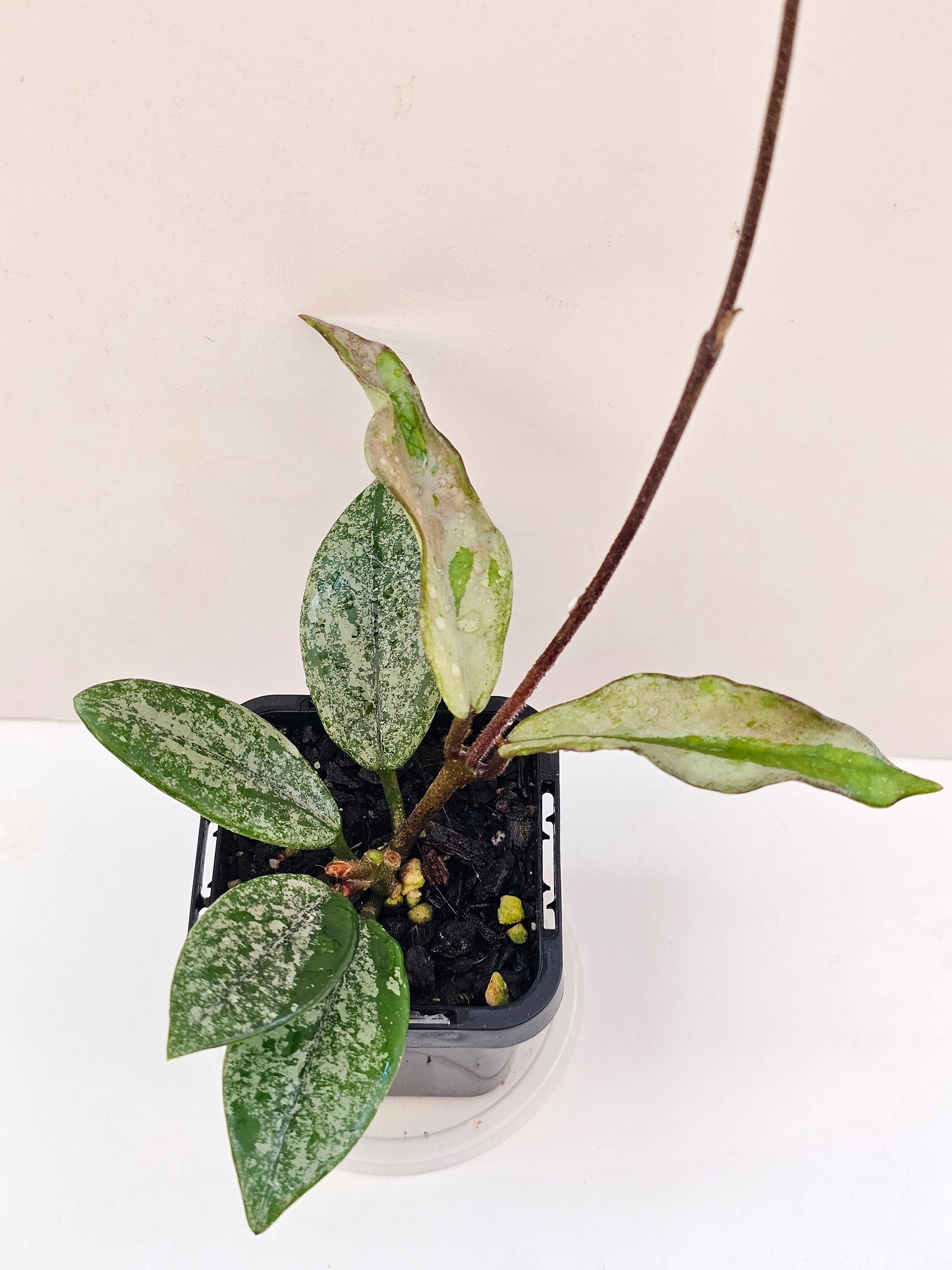 Hoya 'Wilbur Grave' (Silver Splash)