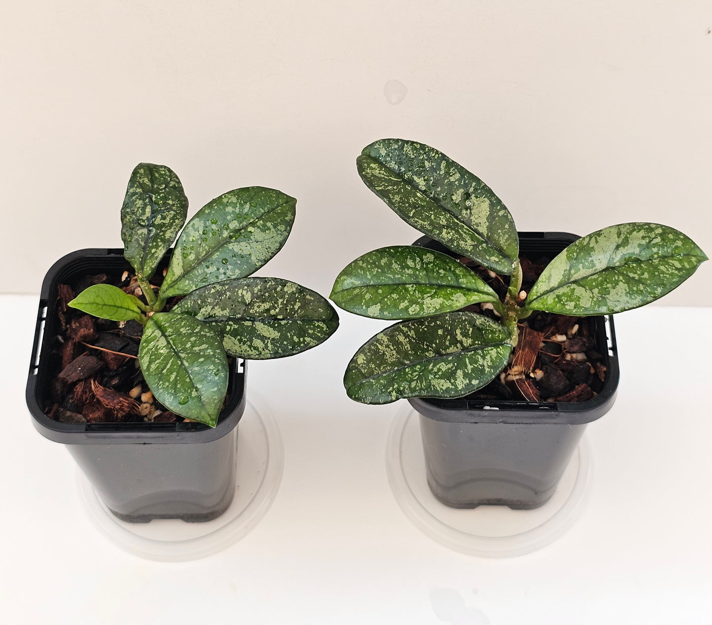 Hoya crassipetiolata 'Splash'