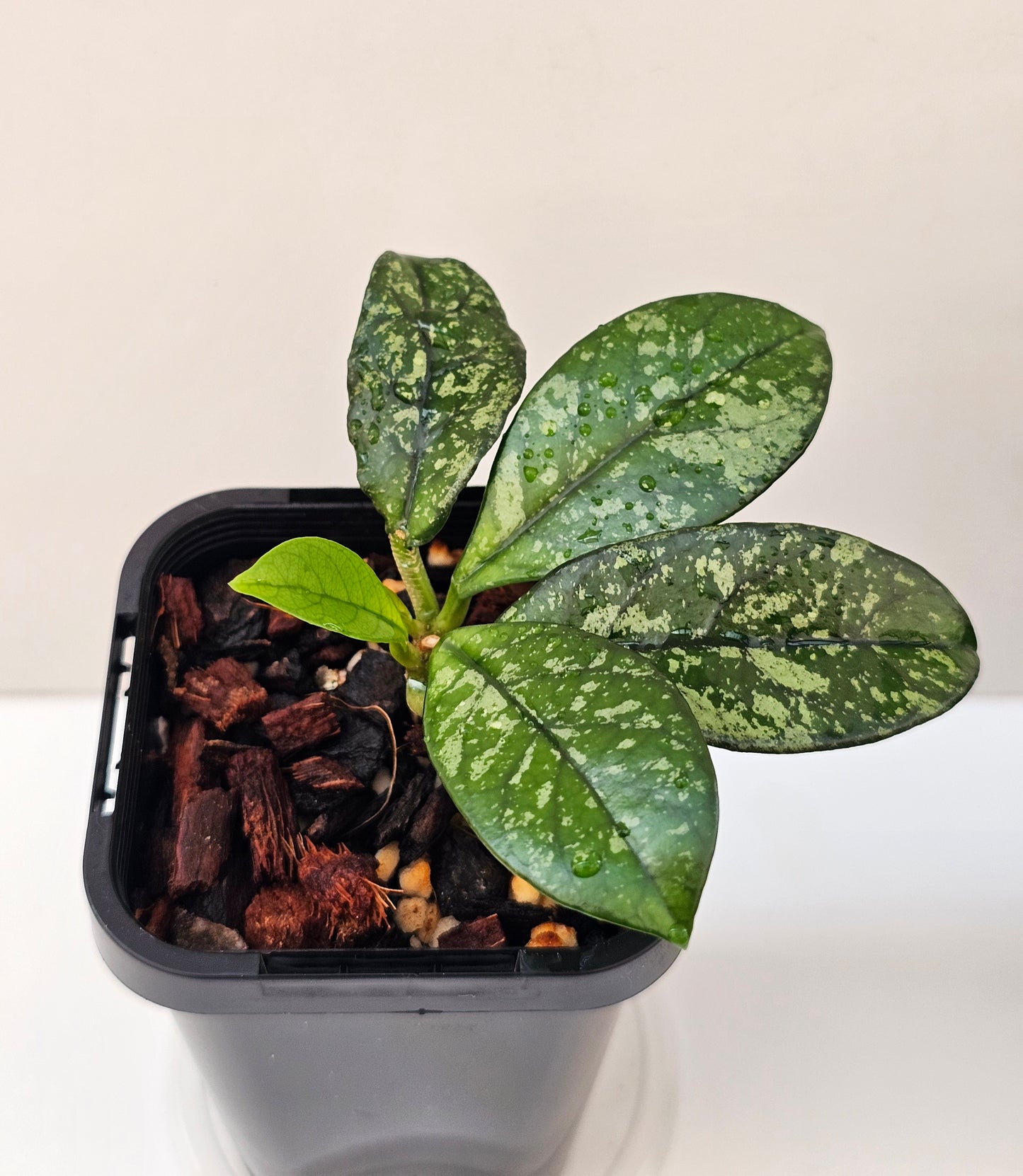 Hoya crassipetiolata 'Splash'