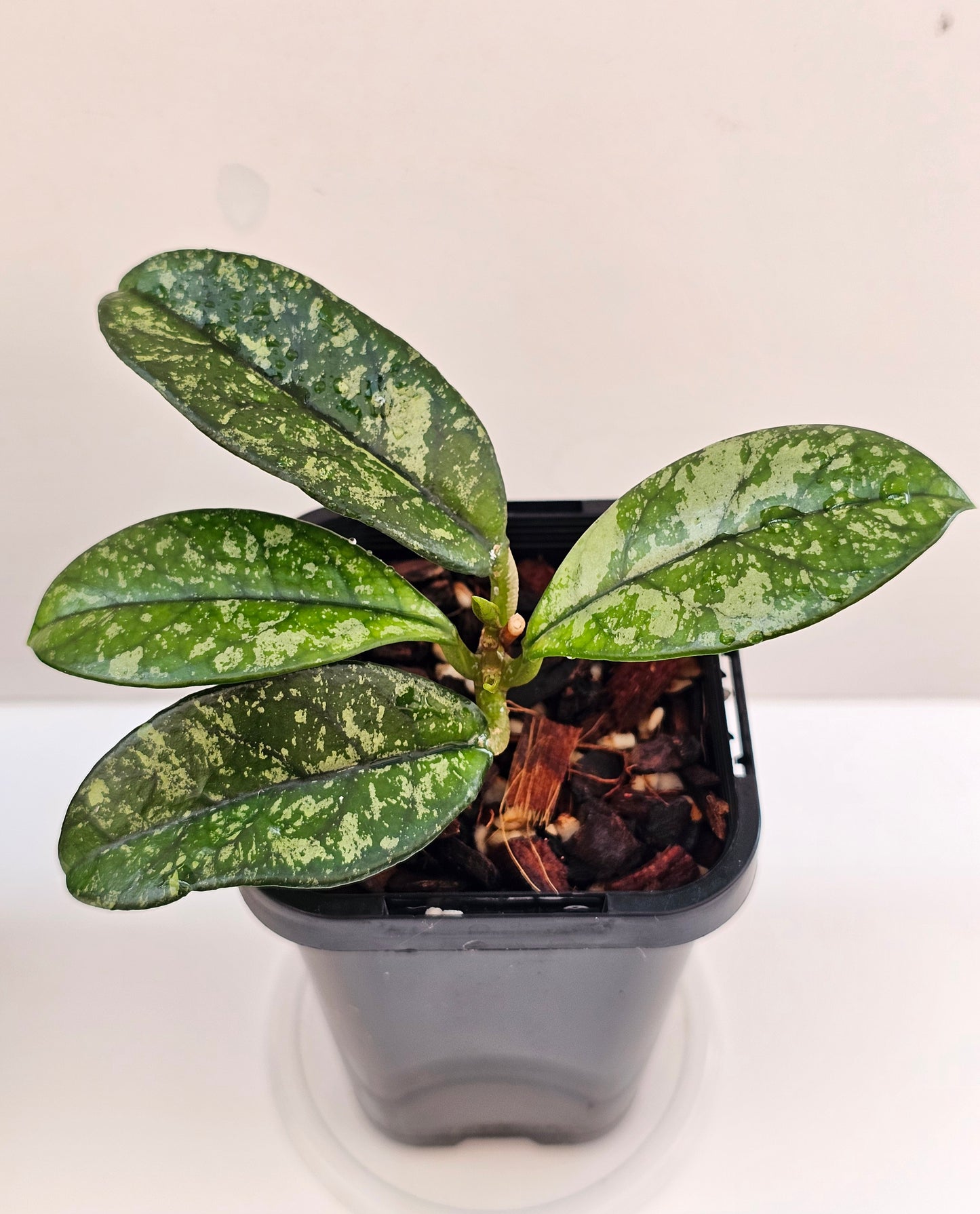 Hoya crassipetiolata 'Splash'