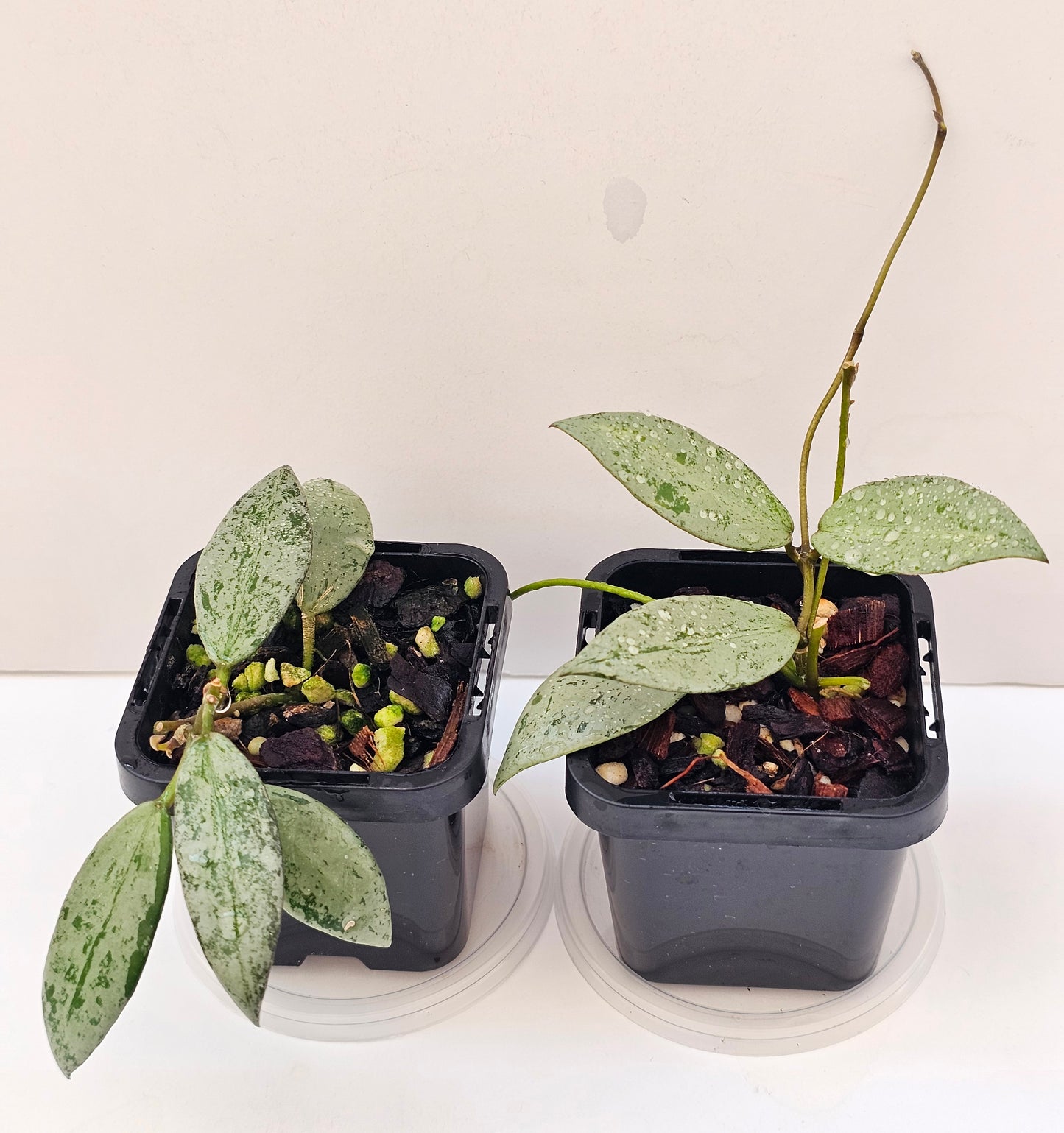 Hoya lacunosa 'Sulcata'