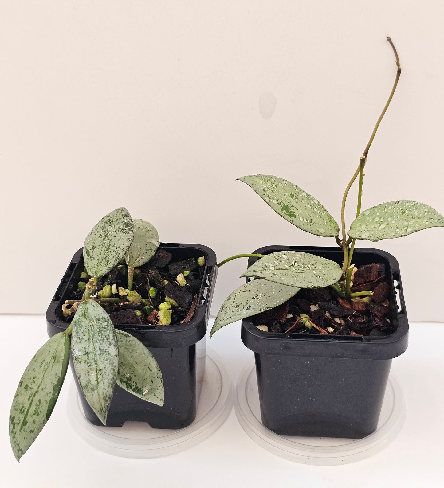 Hoya lacunosa 'Sulcata'