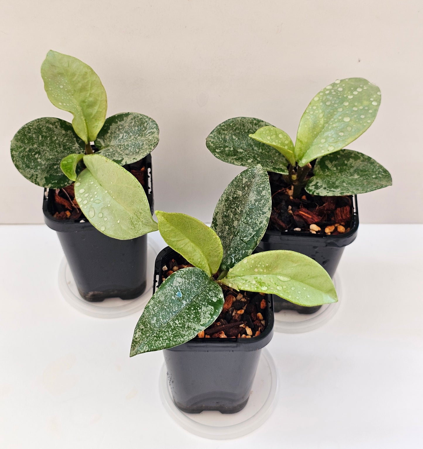 Hoya 'Nova Ghost' (Silver Splash)