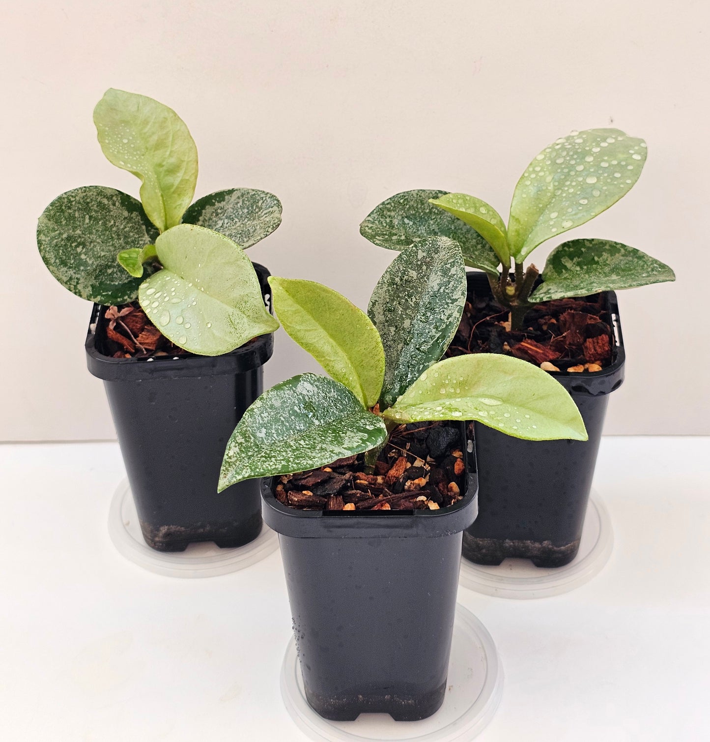 Hoya 'Nova Ghost' (Silver Splash)