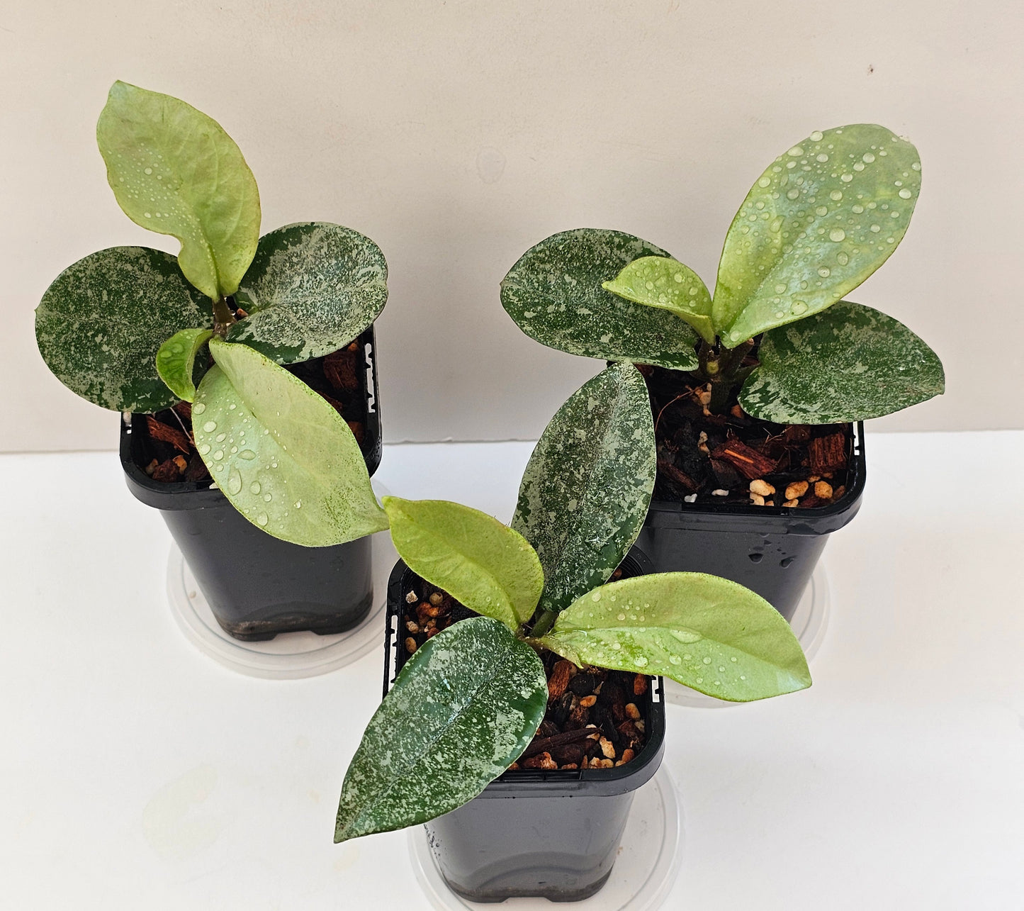 Hoya 'Nova Ghost' (Silver Splash)