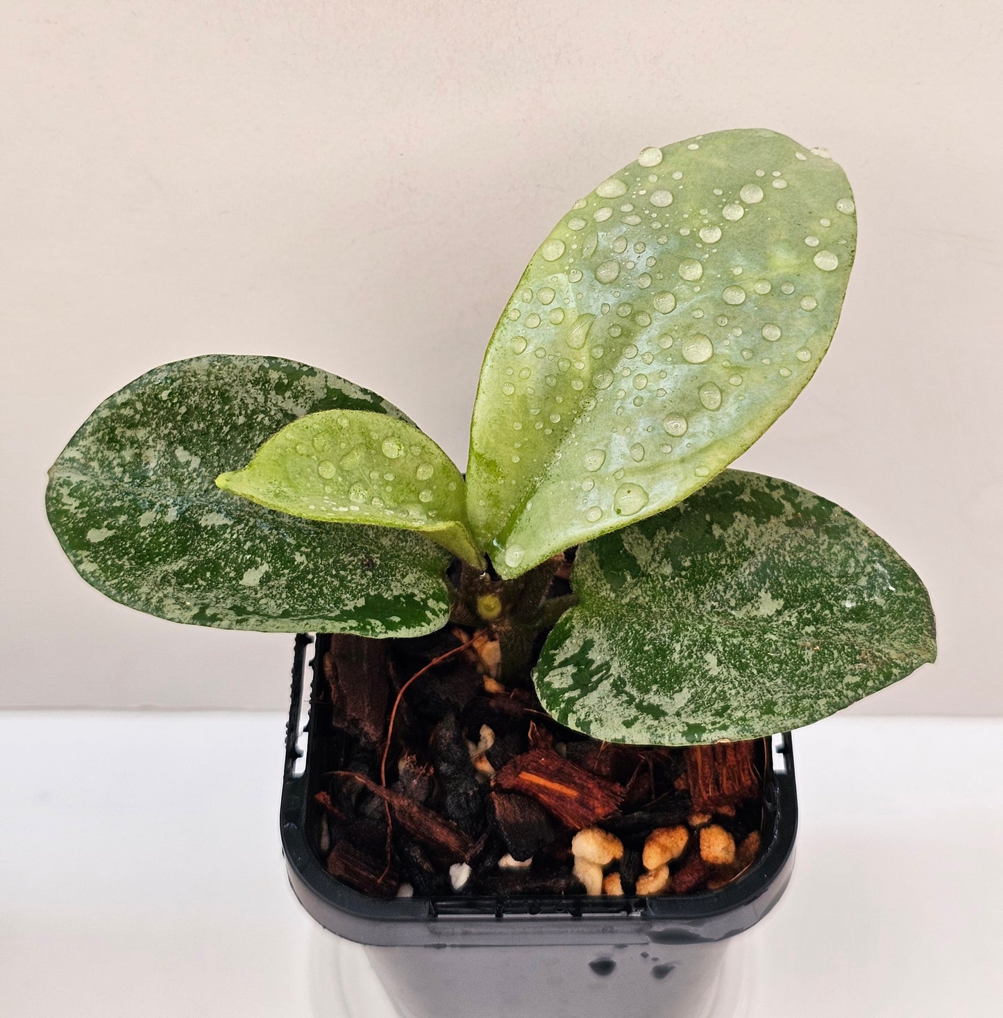 Hoya 'Nova Ghost' (Silver Splash)