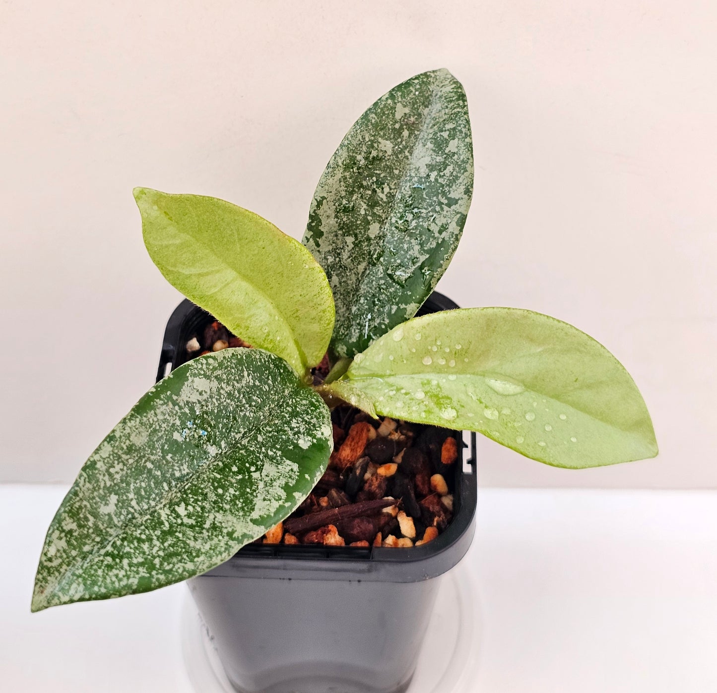 Hoya 'Nova Ghost' (Silver Splash)