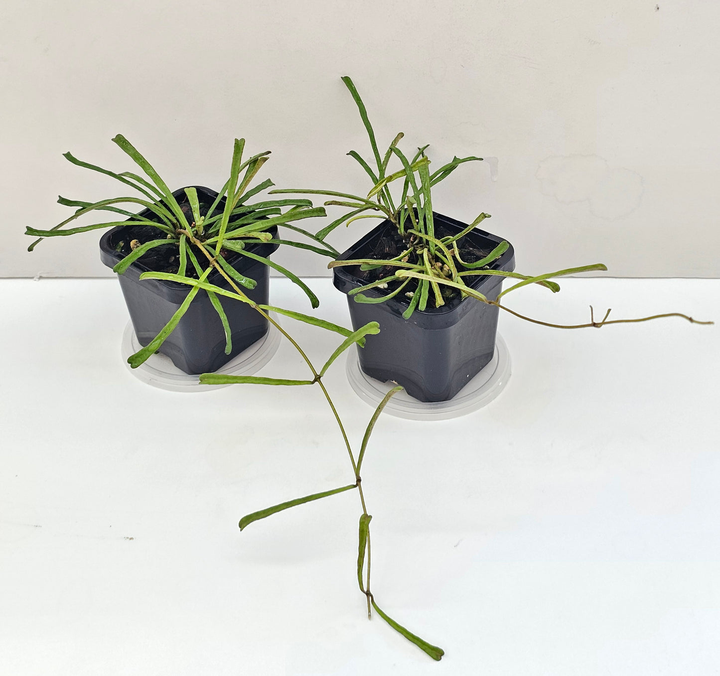 Hoya retusa