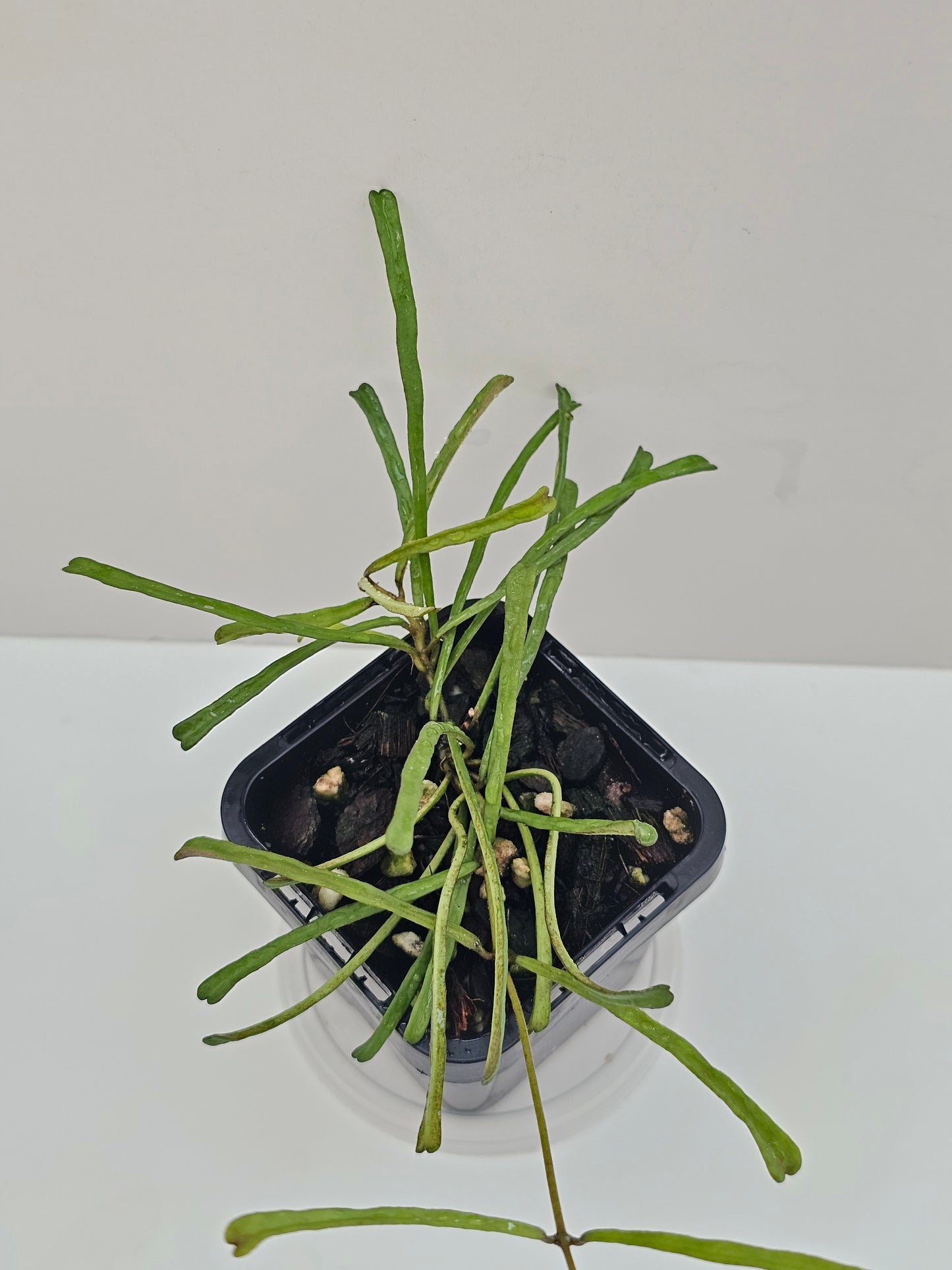 Hoya retusa