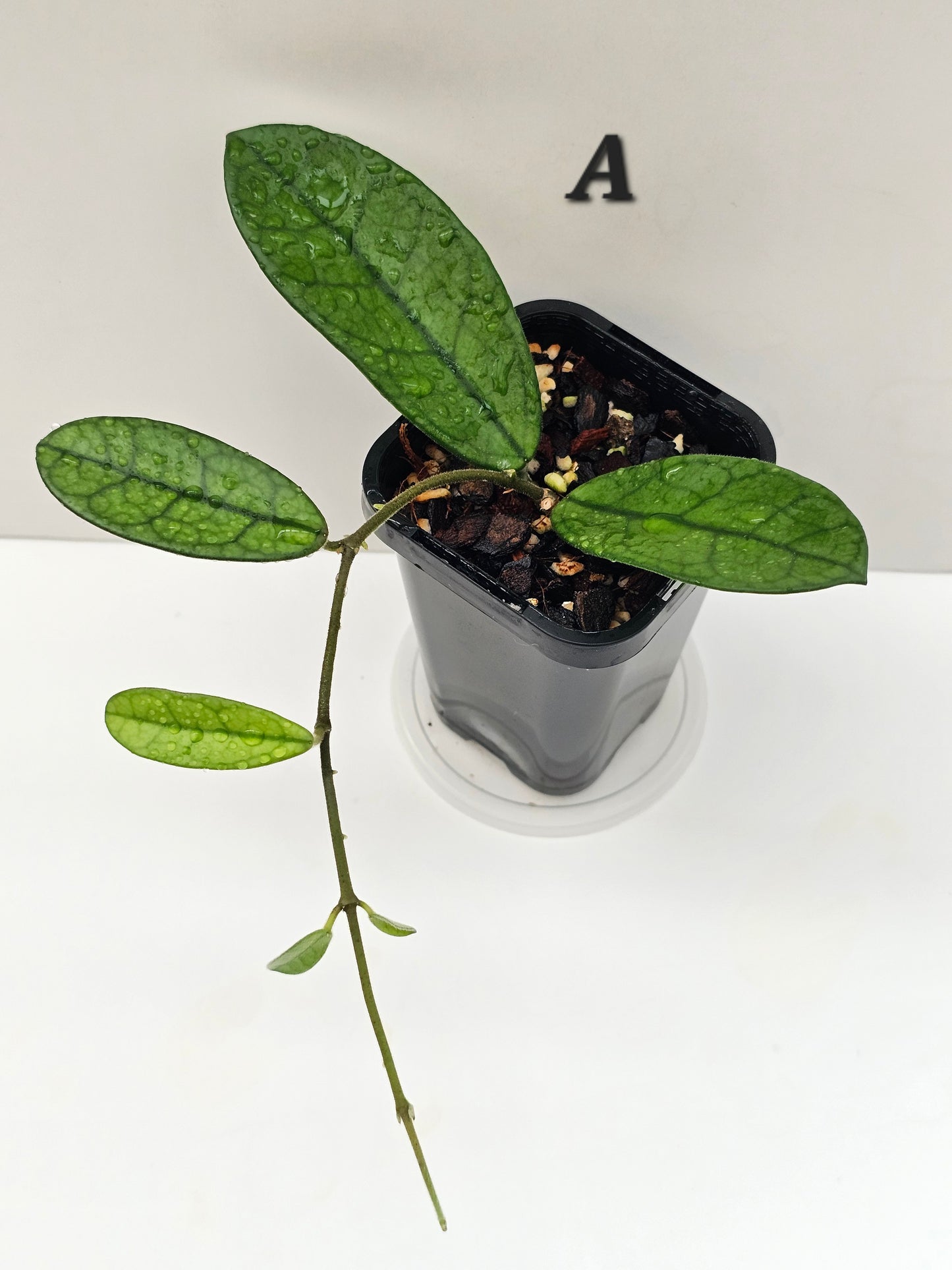 Hoya sichuanensis (Lyi Noid)