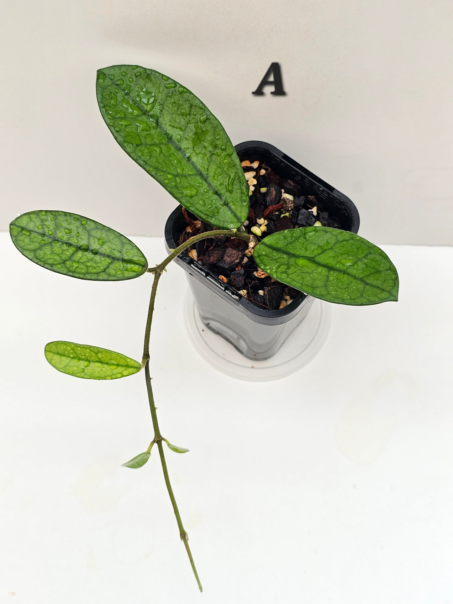 Hoya sichuanensis (Lyi Noid)