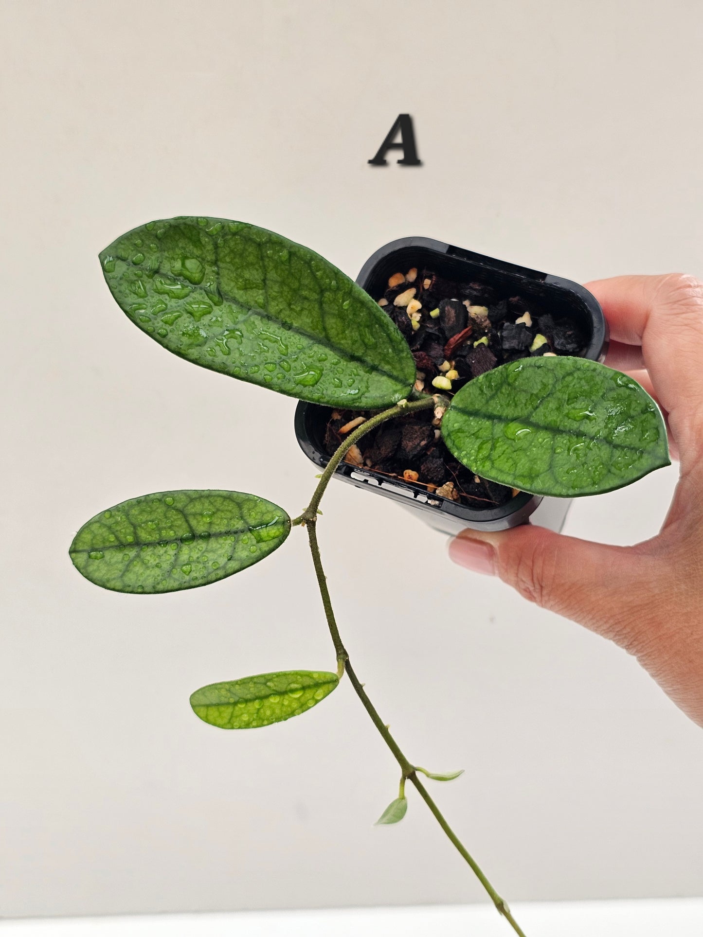Hoya sichuanensis (Lyi Noid)