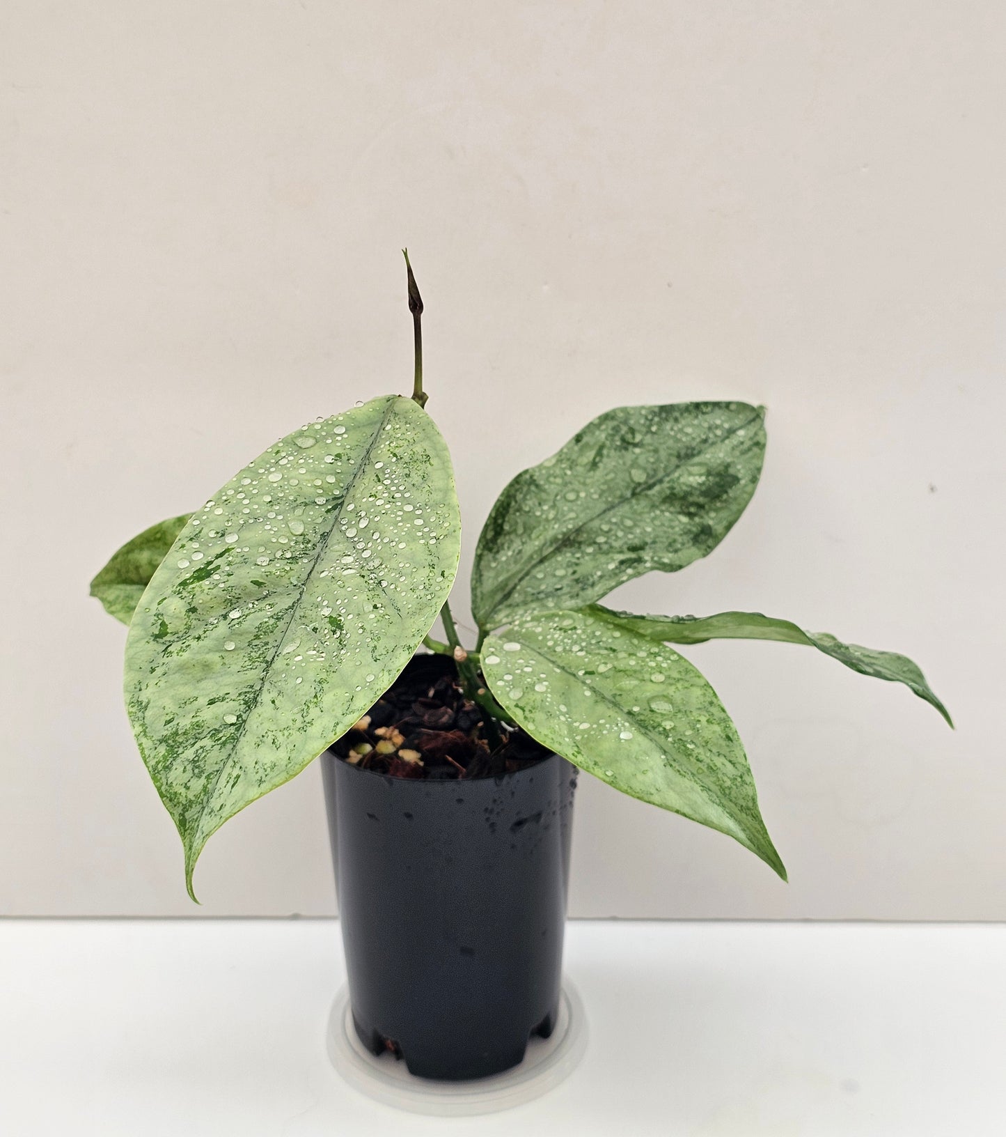 Hoya coriacea 'Silver'