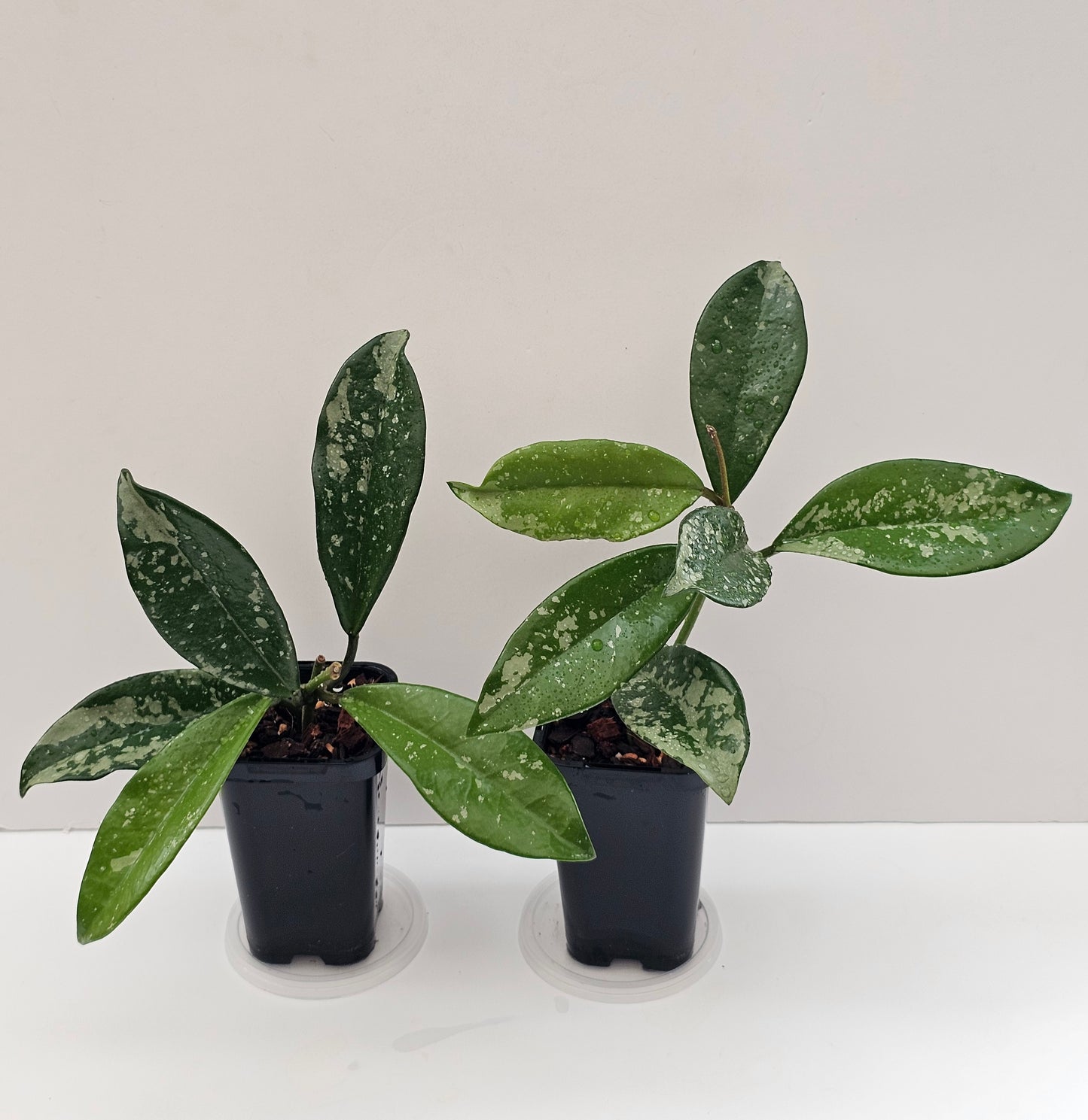 Hoya carnosa AH074 (Silvery splash leaf)