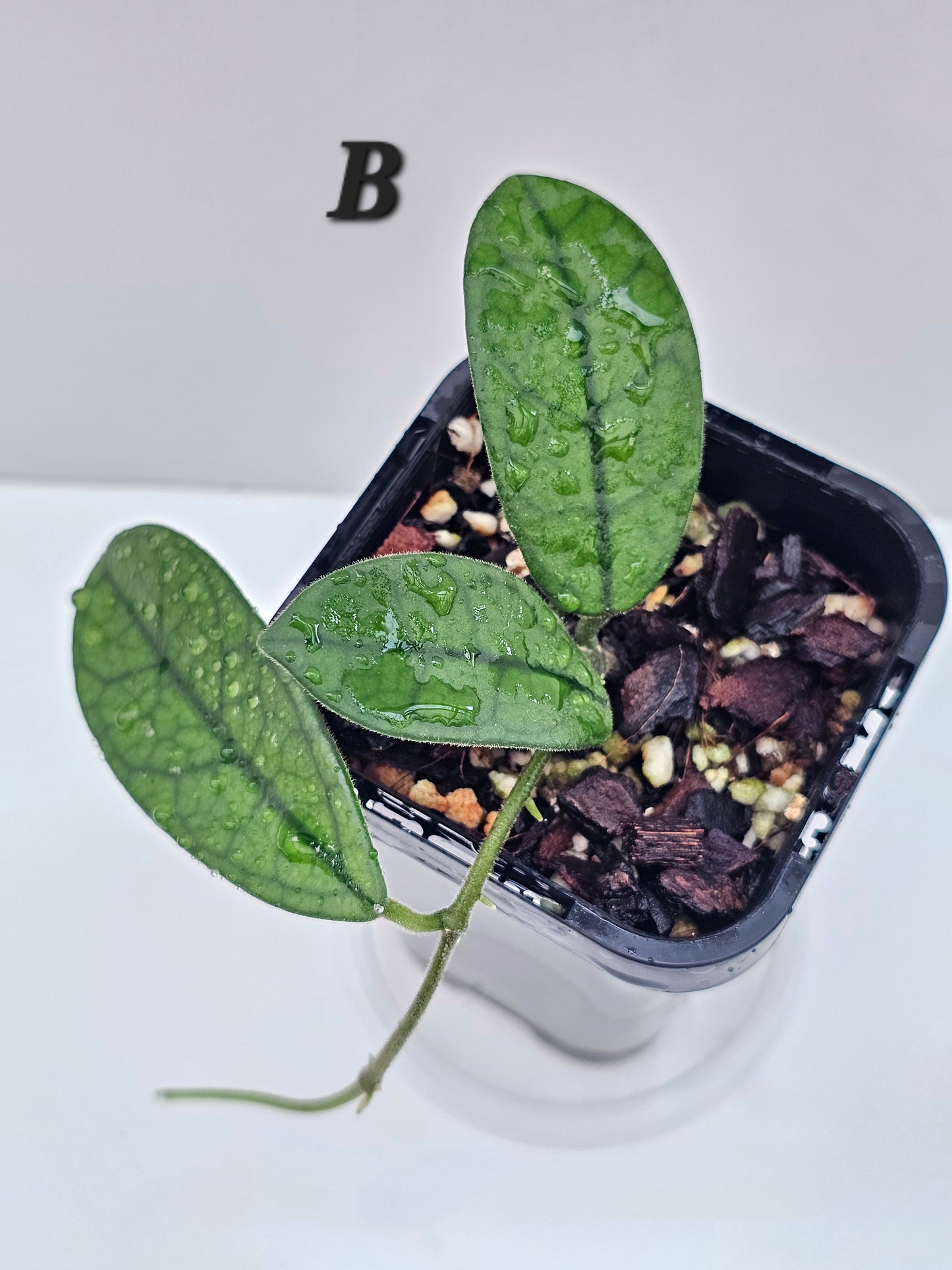 Hoya sichuanensis (Lyi Noid)