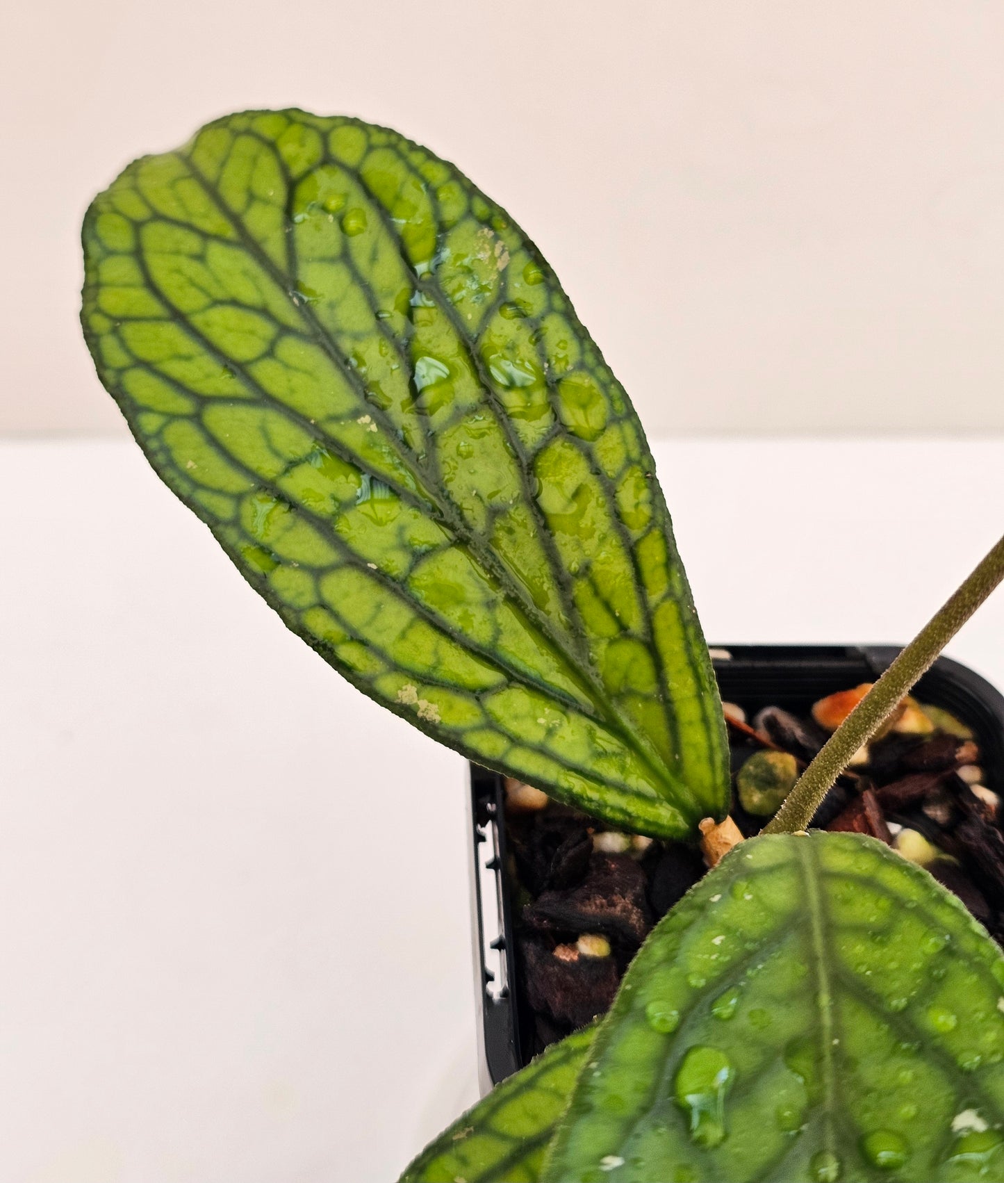 Hoya sp Tanggamus