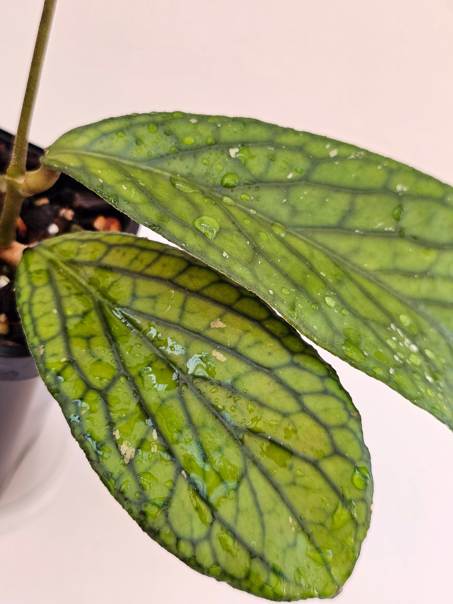 Hoya sp Tanggamus