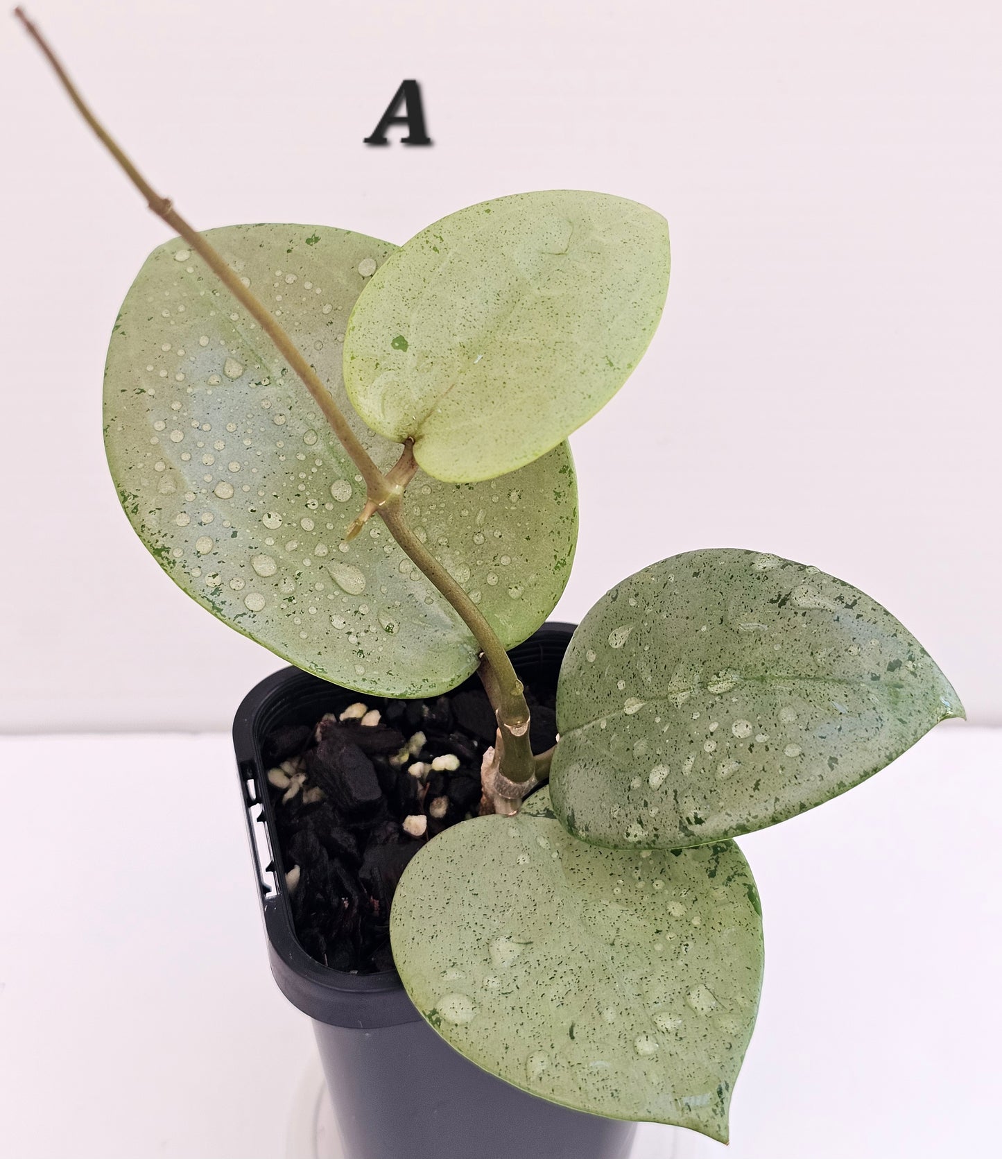 💥💫Hoya verticillata "Heart Silver' 💫💥