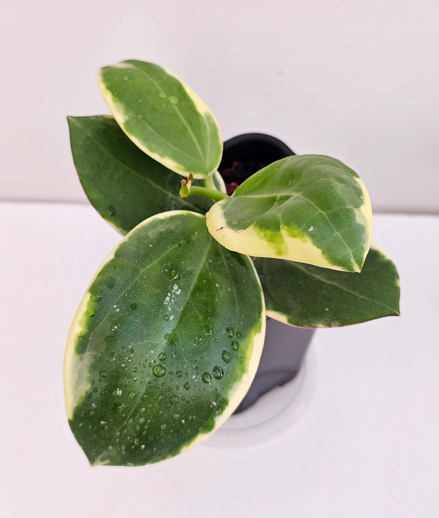 Hoya Sp Para Albomarginata