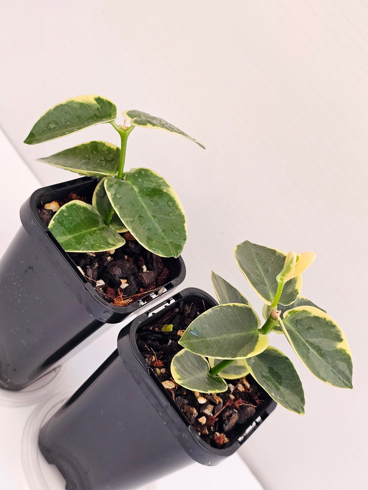 Hoya cumingiana Albomarginata