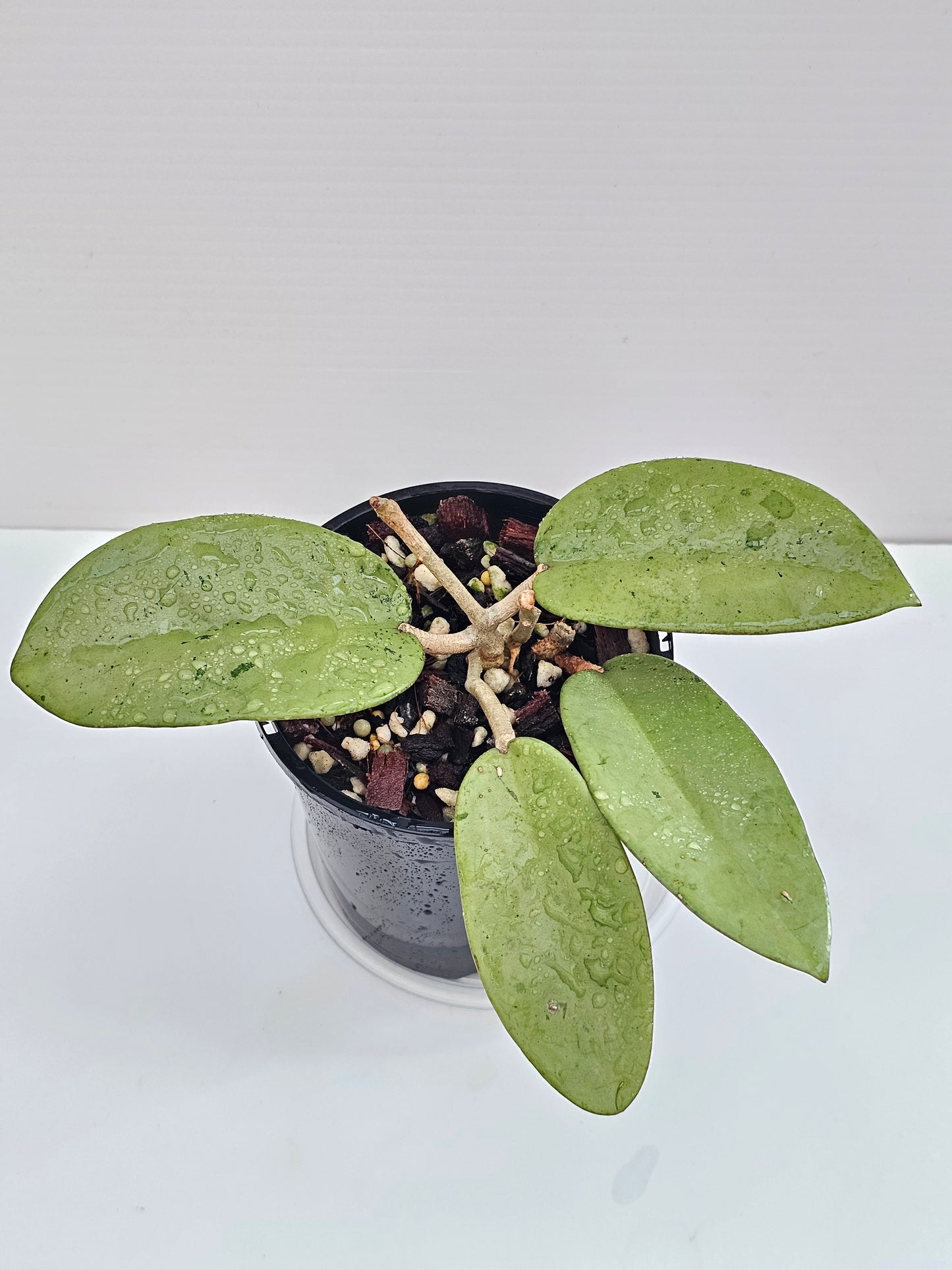 💥Hoya 'Silver Dollar'💥
